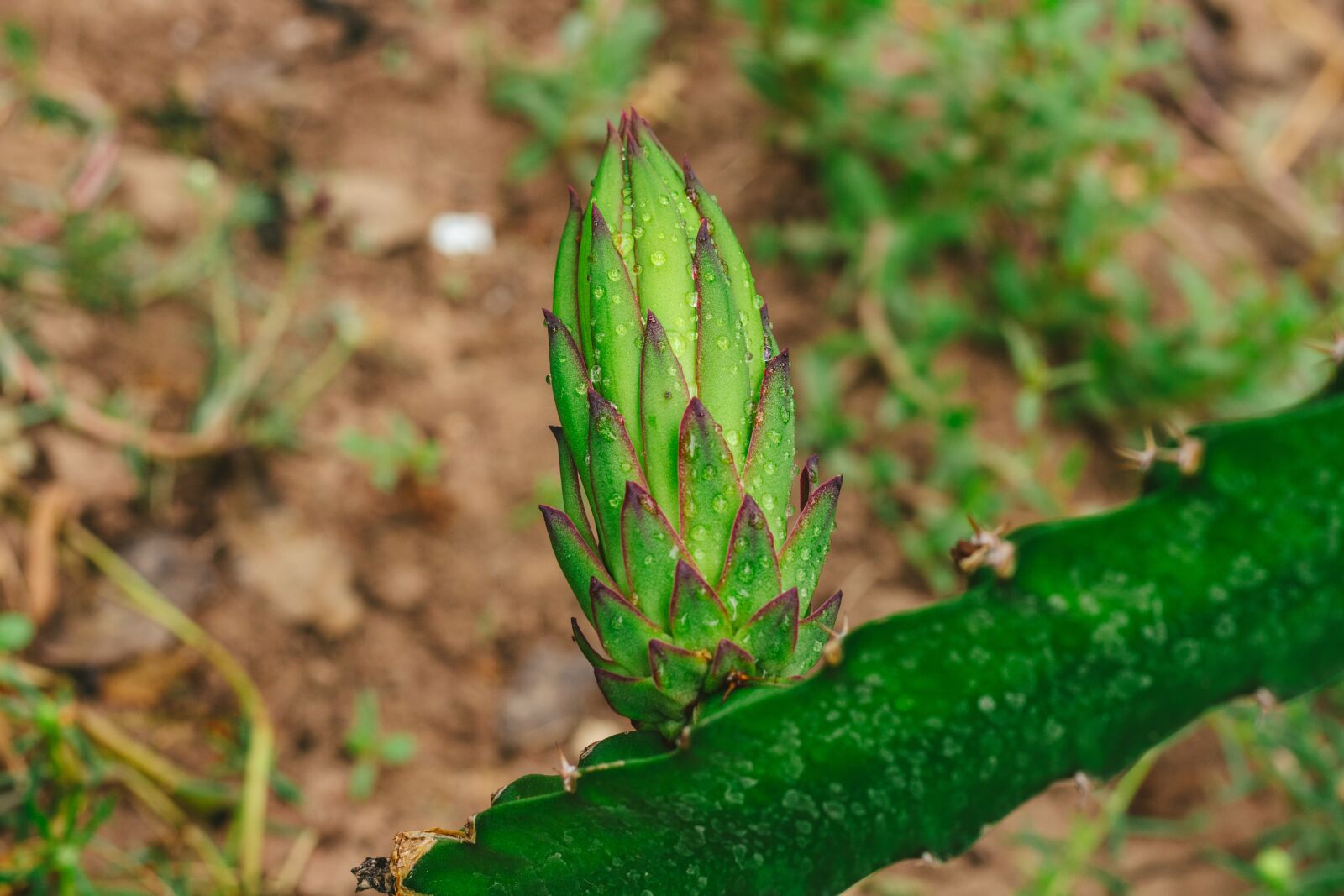 Canon EOS 700D (EOS Rebel T5i / EOS Kiss X7i) + Canon EF 50mm F1.8 STM sample photo. Thorns, dragon fruit, fruit photography