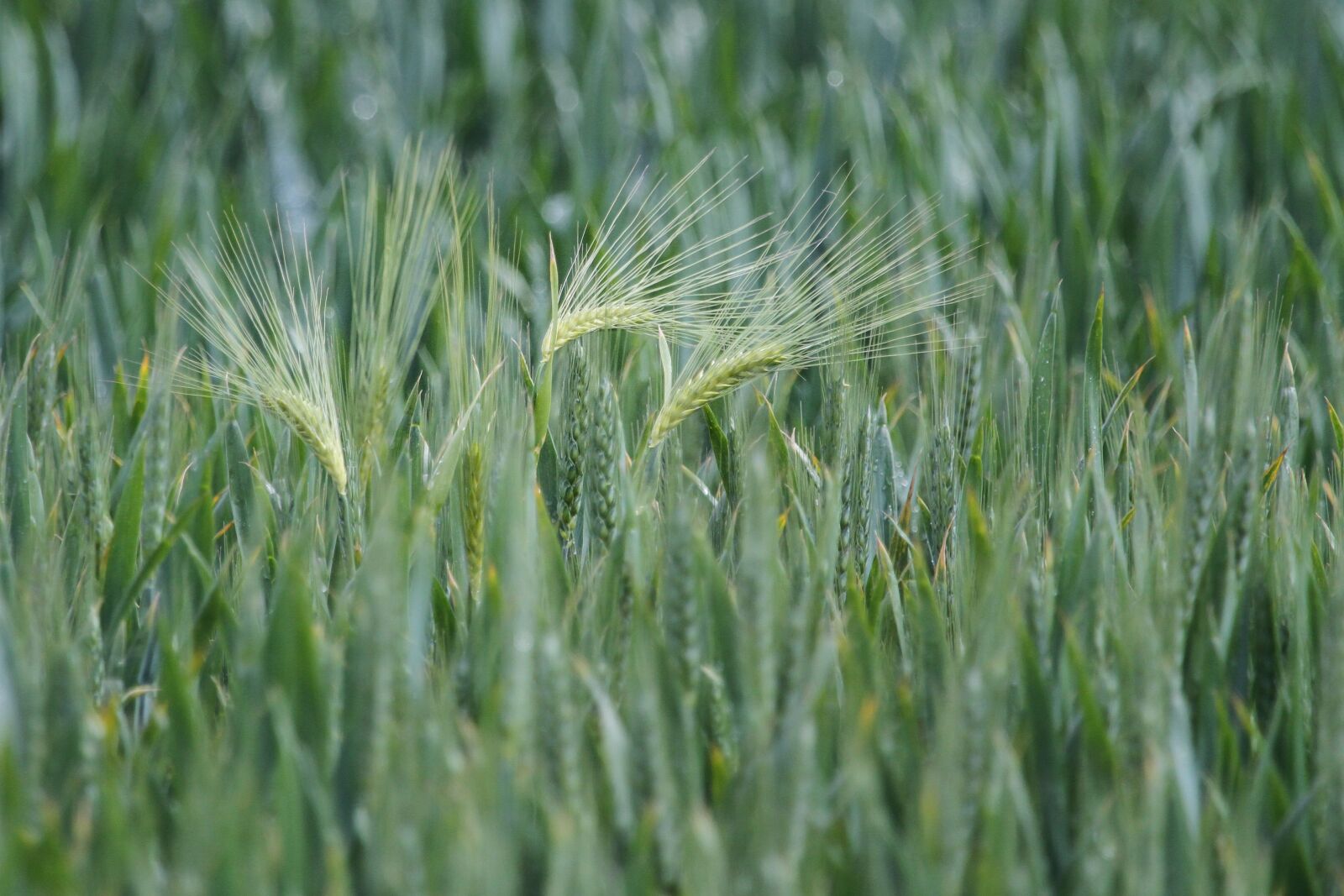 Canon EOS 7D + Canon EF 100-400mm F4.5-5.6L IS USM sample photo. Cereals, harvest, agriculture photography