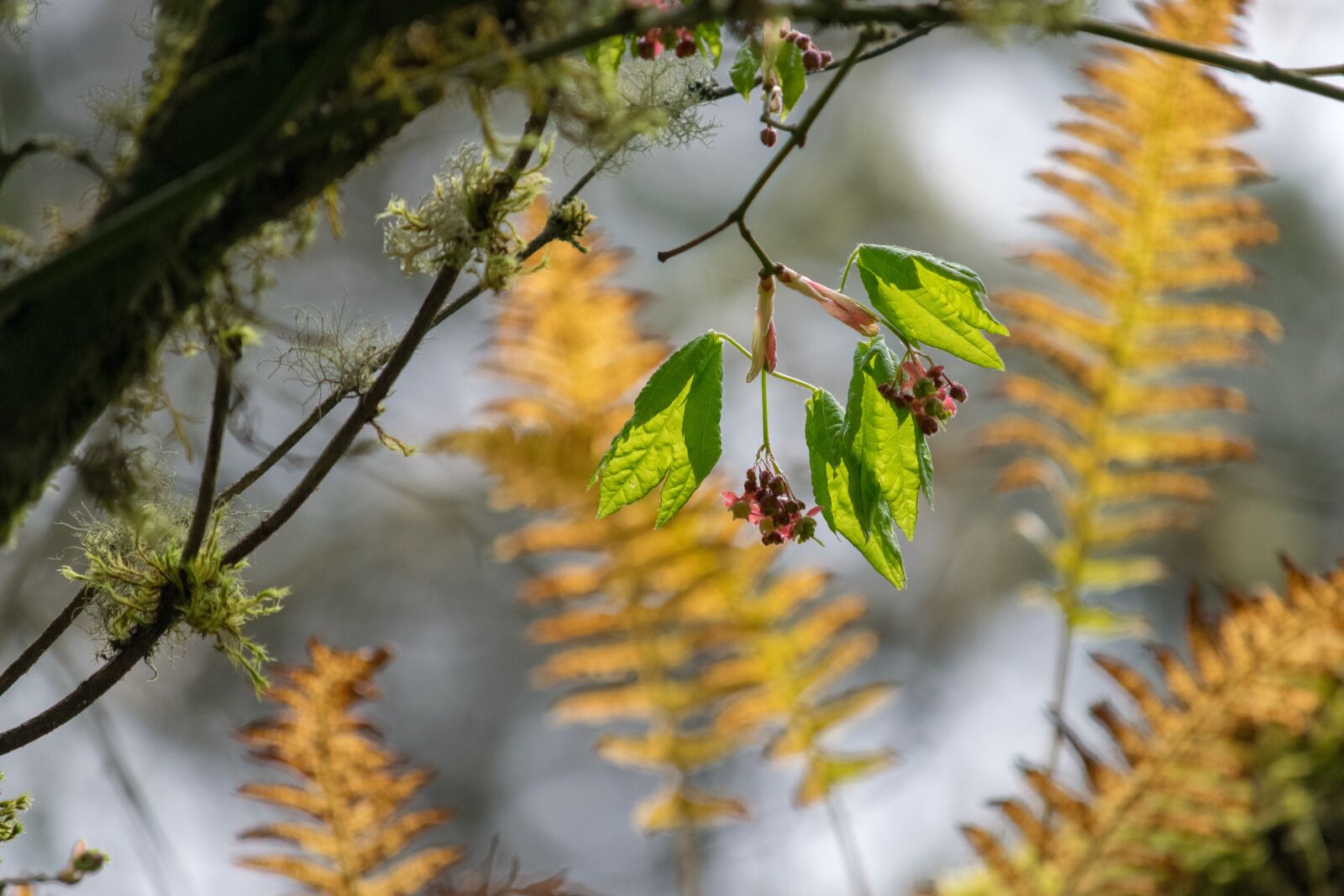 Nikon D3300 sample photo. Nature, tree, flora photography