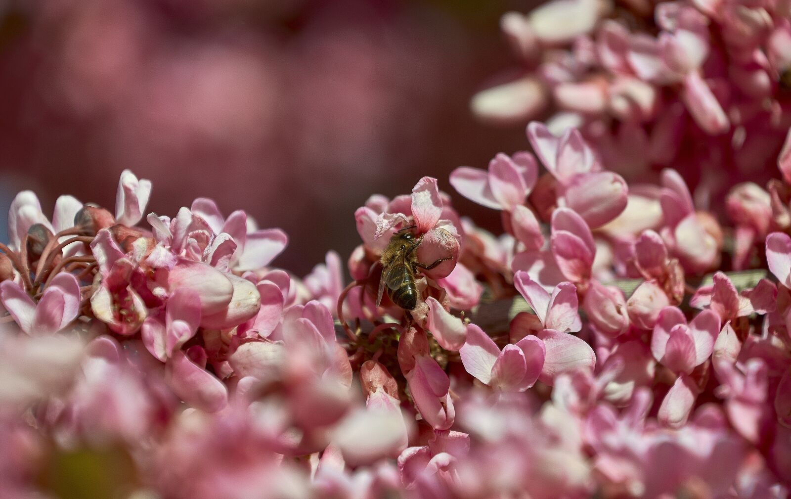 Nikon D7200 sample photo. Cherry, bee, insects photography