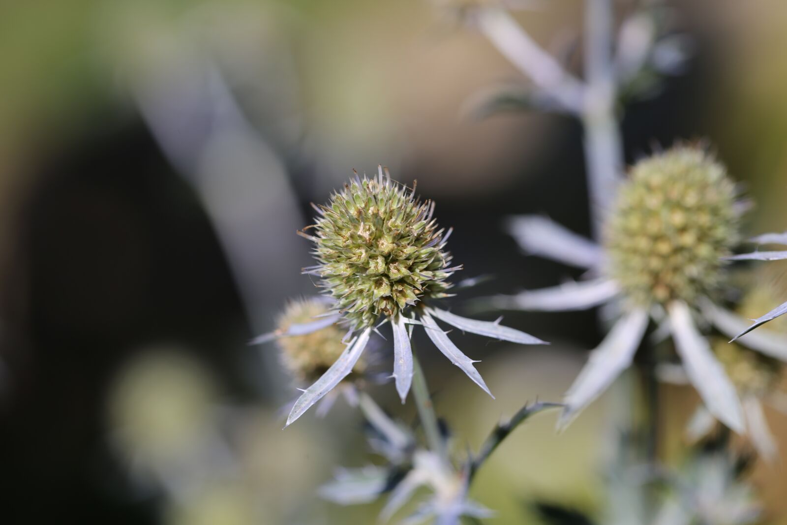 Canon EF 100mm F2.8L Macro IS USM sample photo. Flowers, meadow, flower meadow photography