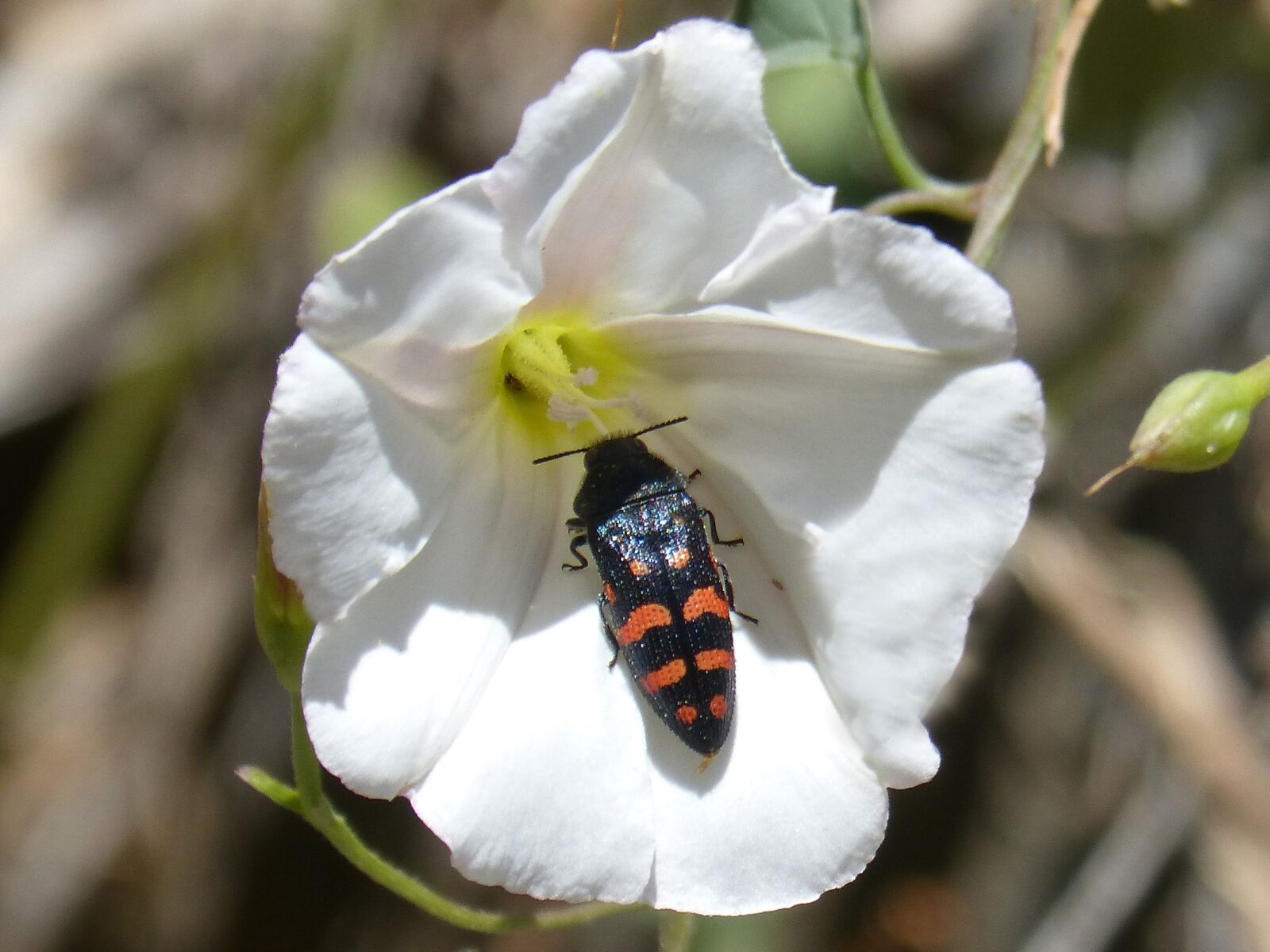 Panasonic DMC-FZ62 sample photo. Beetle, orange and black photography