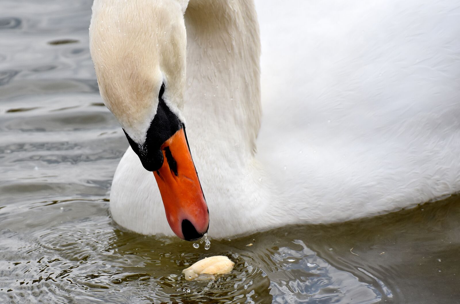 Nikon D7200 sample photo. Swan, close up, bird photography