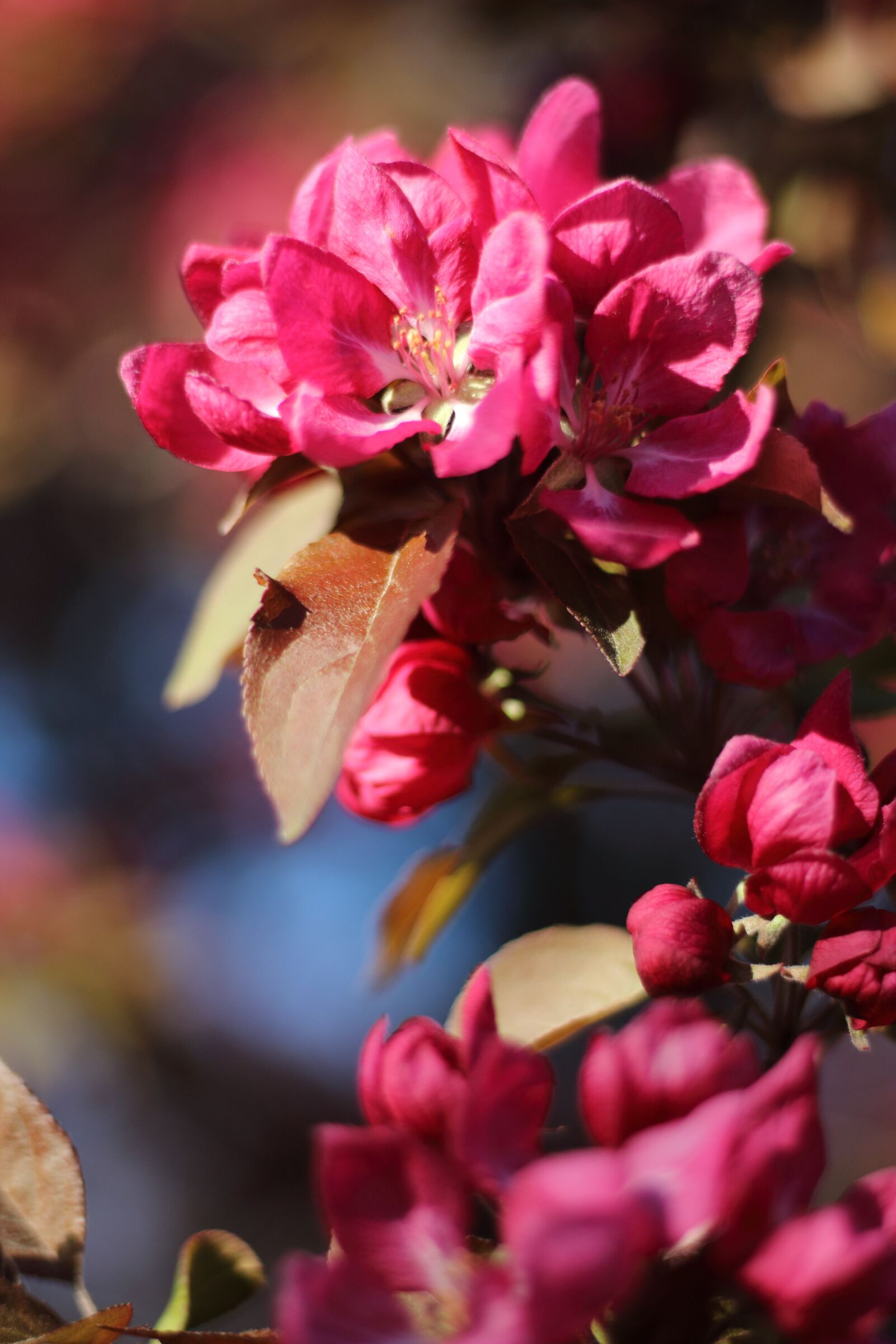 Canon EF 50mm F1.8 STM sample photo. Blossom, cherry, spring photography
