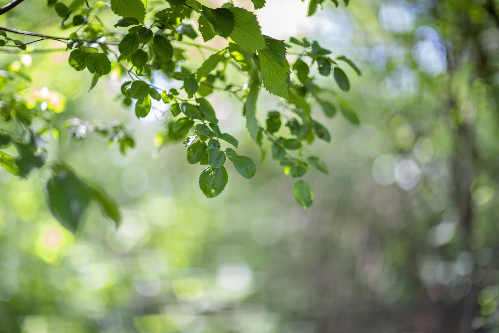 Canon EF 85mm F1.2L II USM sample photo. Nature, green, outdoor photography