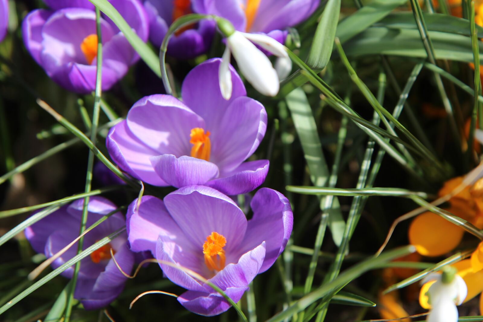 Canon EOS 600D (Rebel EOS T3i / EOS Kiss X5) sample photo. Crocus, flowers photography