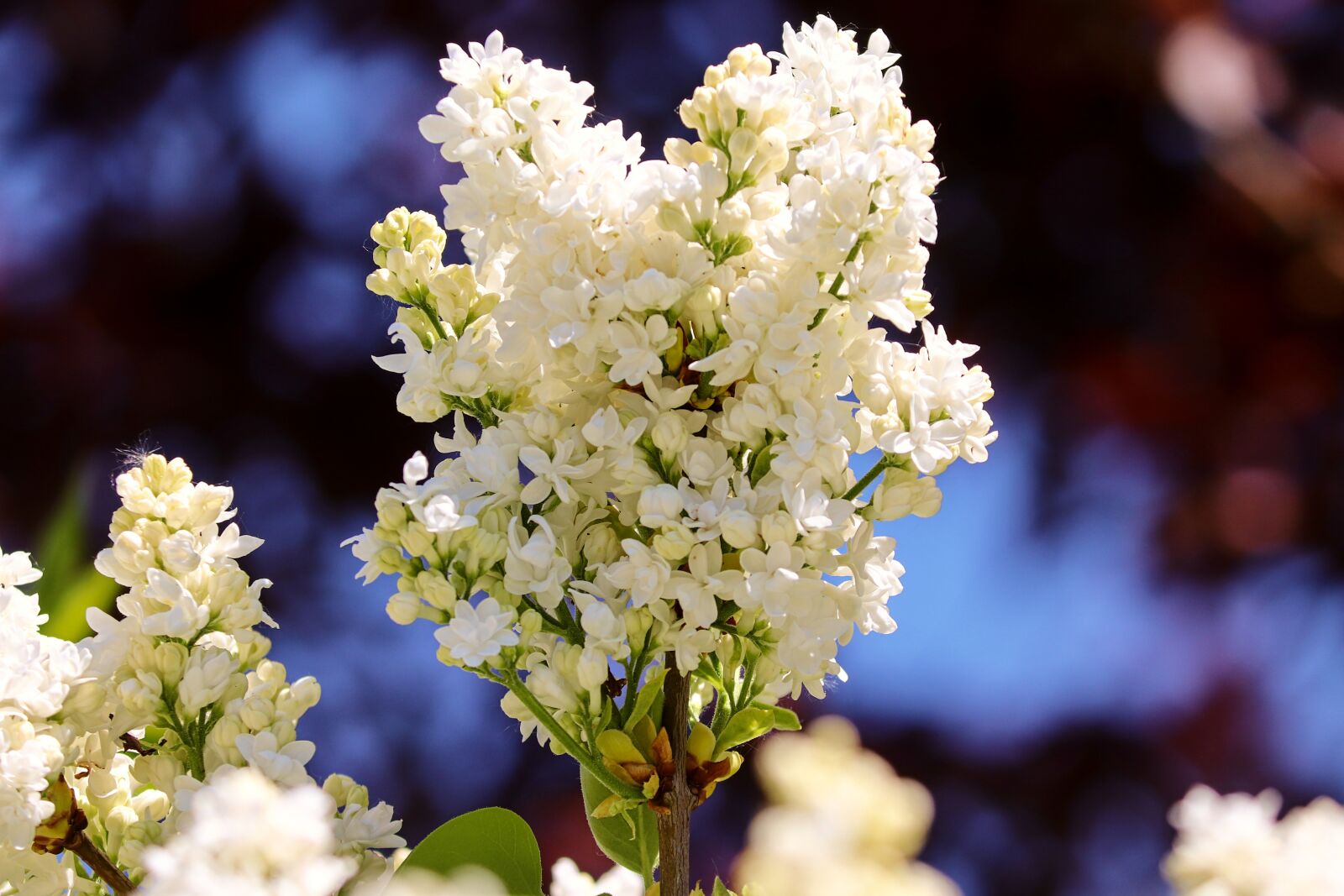 Canon EOS 200D (EOS Rebel SL2 / EOS Kiss X9) sample photo. Lilac, syringa, blossom photography