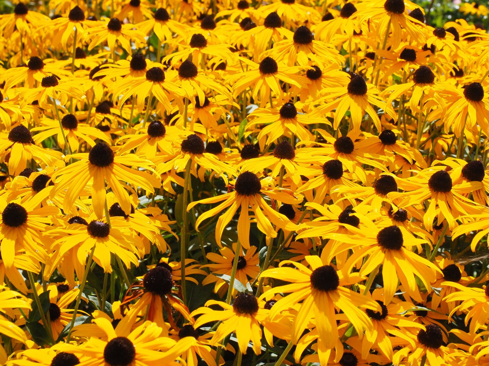 Olympus OM-D E-M1 + Olympus M.Zuiko Digital ED 12-40mm F2.8 Pro sample photo. Sun hats, flowers, yellow photography