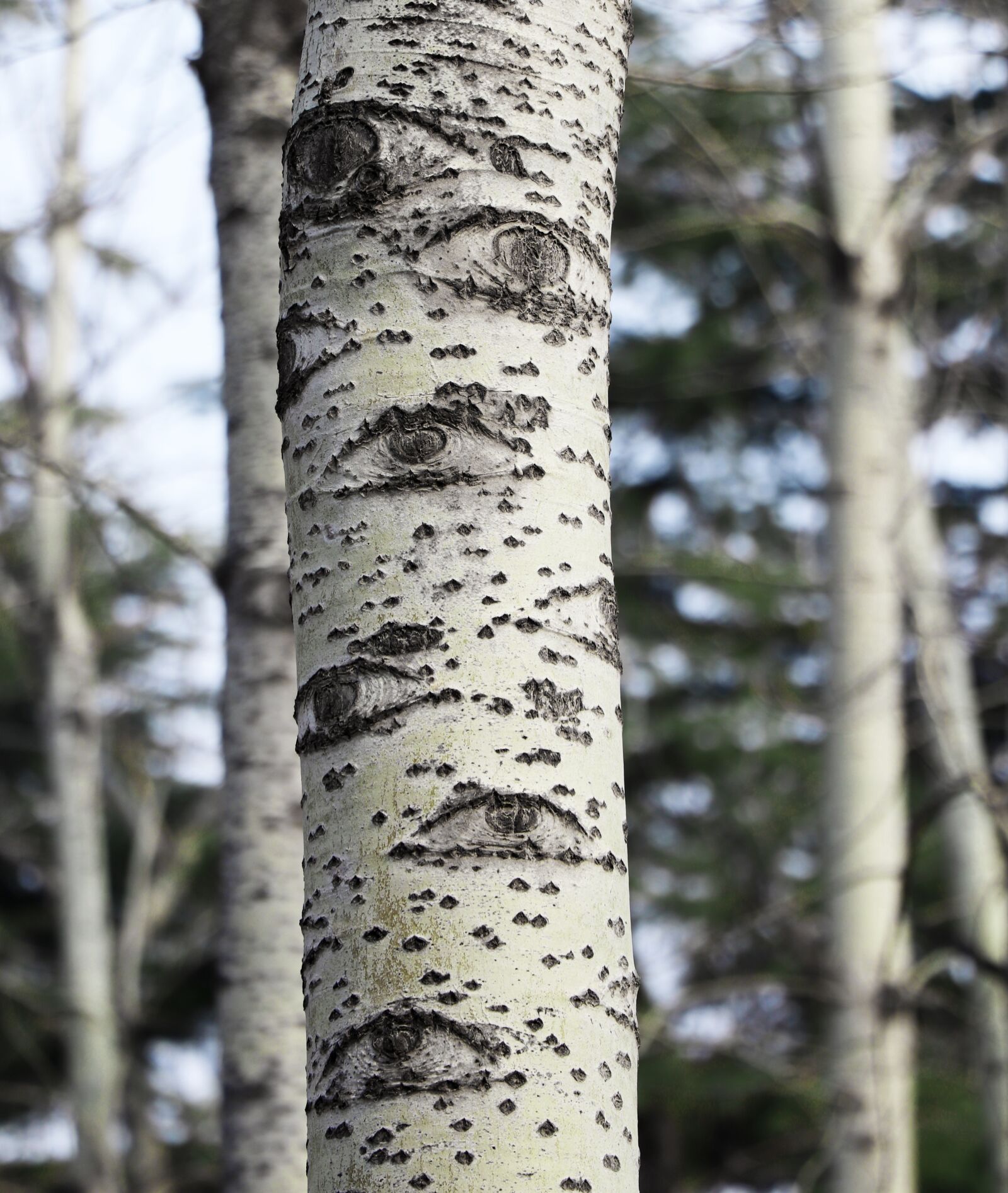 Canon EOS 77D (EOS 9000D / EOS 770D) sample photo. Tree, eye, forest photography