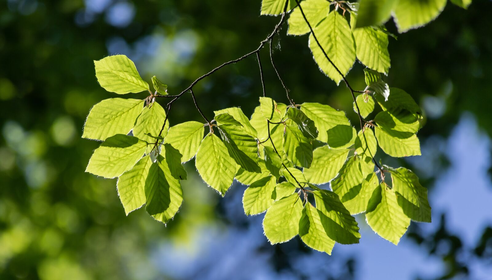 Canon EF 70-300mm F4-5.6 IS USM sample photo. Hornbeam, branch, deciduous tree photography
