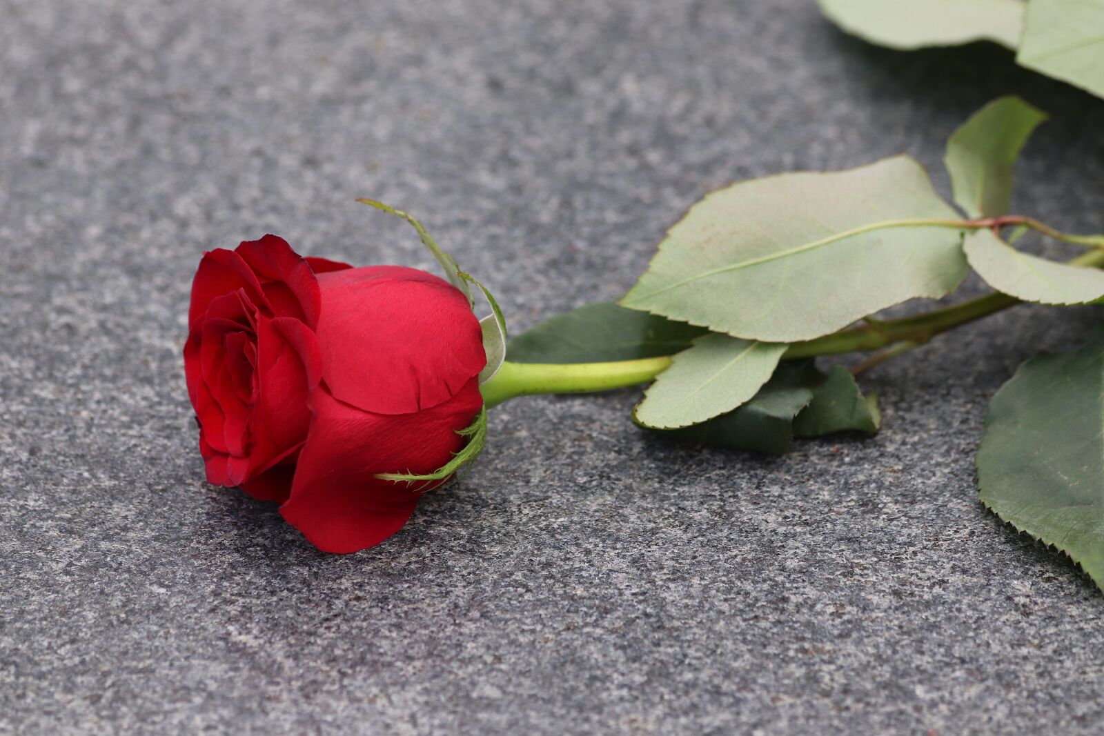 Canon EF 70-300mm F4-5.6 IS USM sample photo. Red rose, love symbol photography