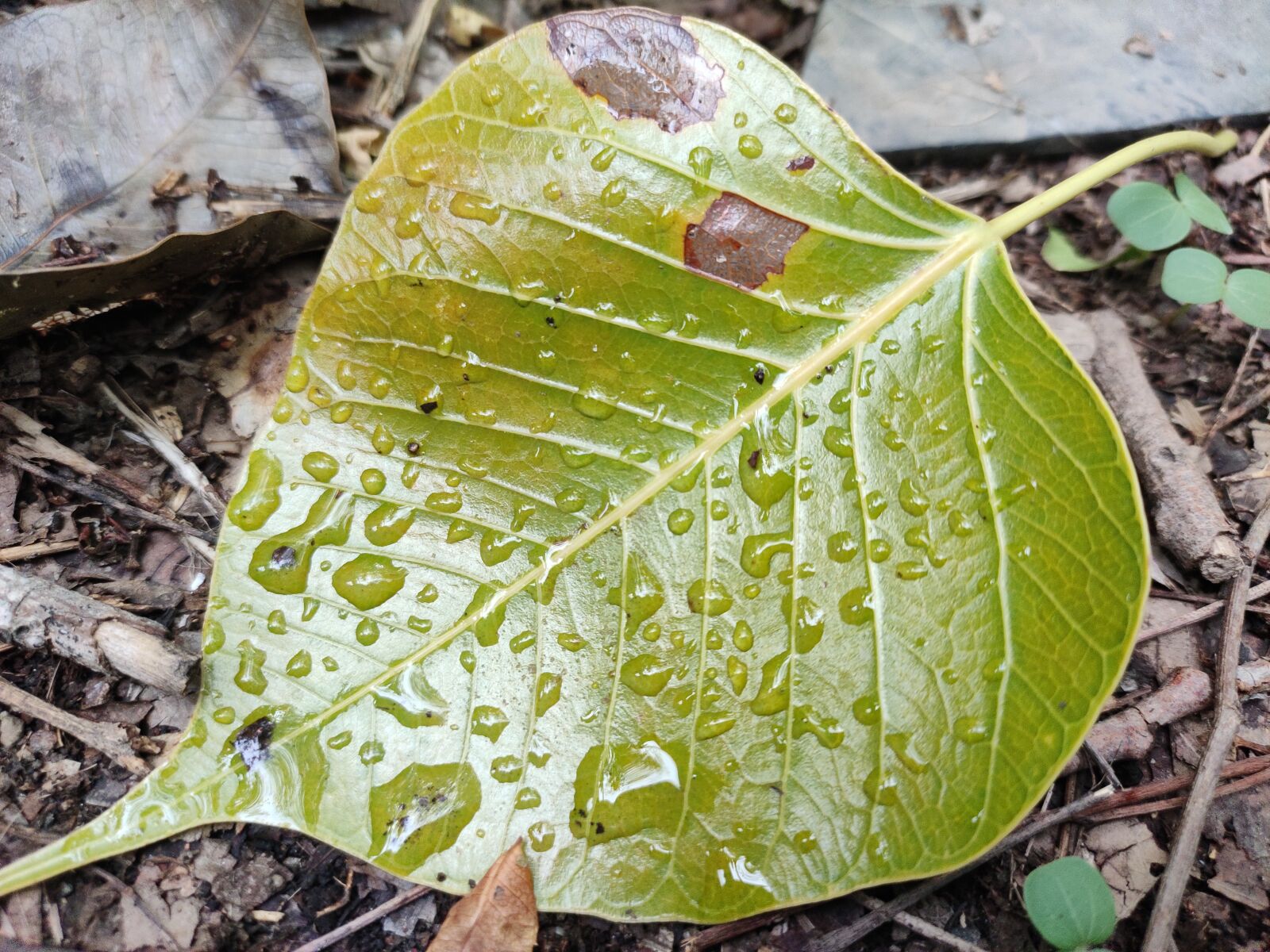Xiaomi Redmi Note 7 Pro sample photo. Leaves, water drop, forest photography