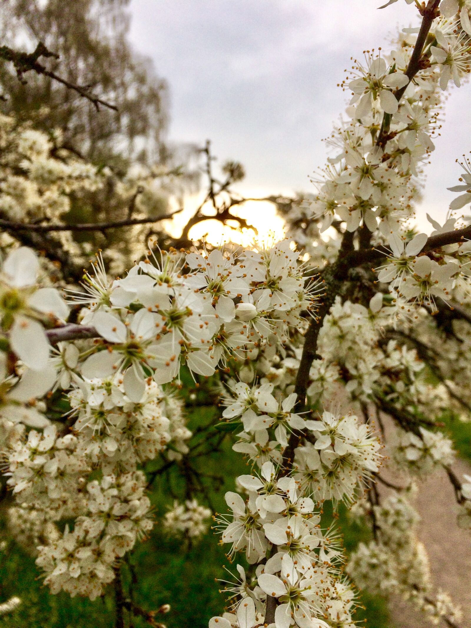 iPhone 5s back camera 4.15mm f/2.2 sample photo. Flowers, spring, weissdorn photography
