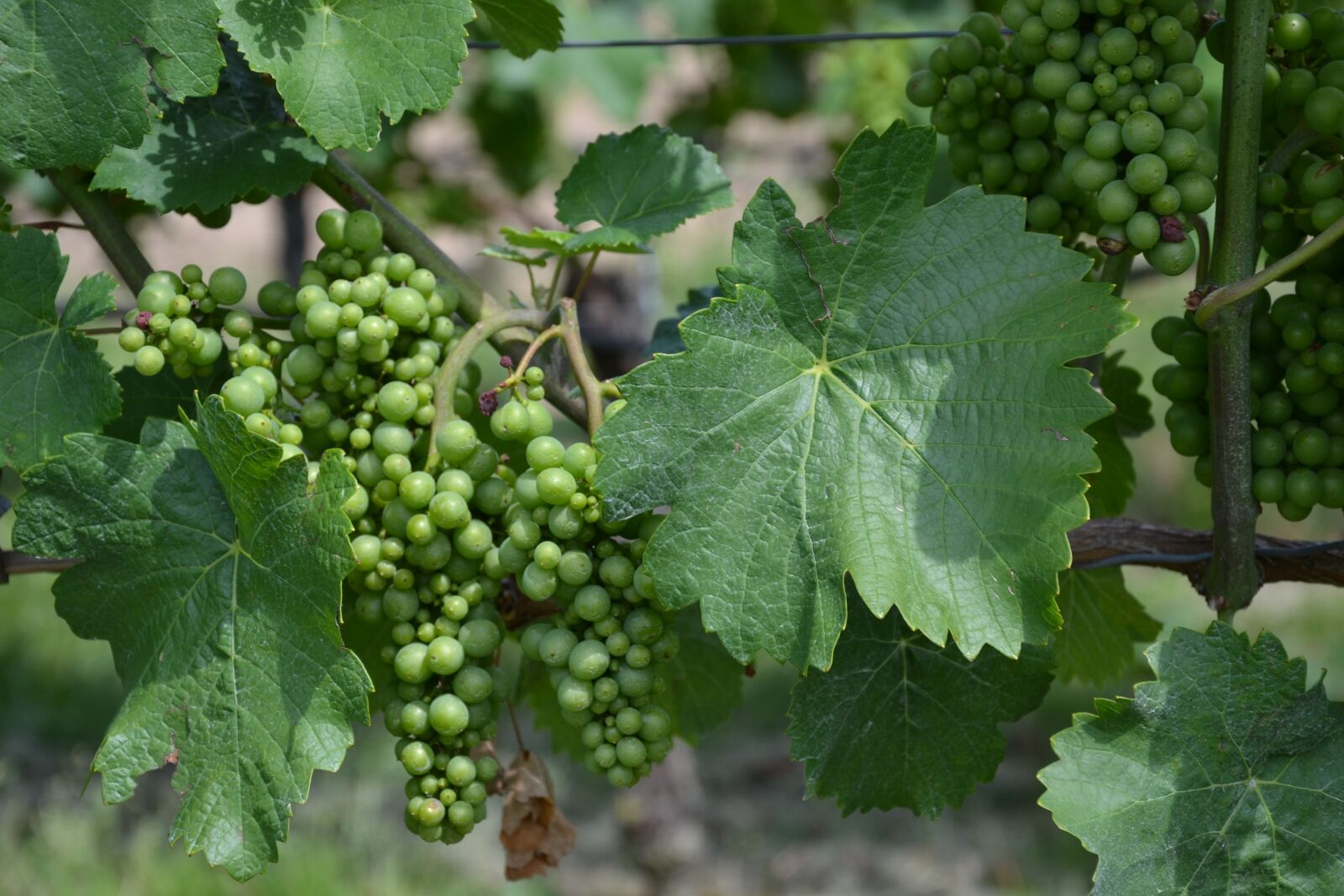 Nikon D3100 sample photo. Wine, vine, grapes photography