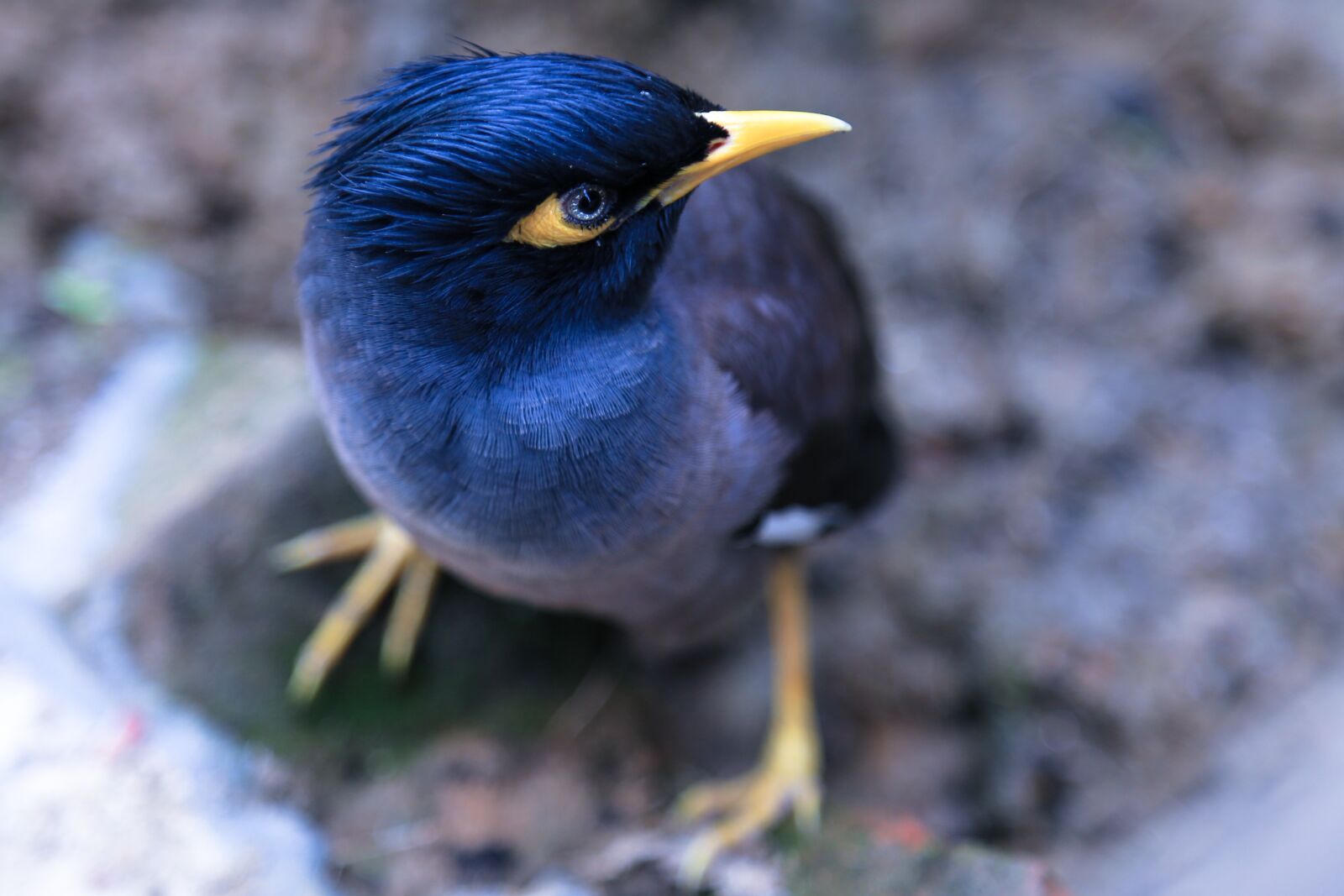 Canon EOS 6D + Canon EF 24-105mm F4L IS USM sample photo. Bird, wildlife, nature photography