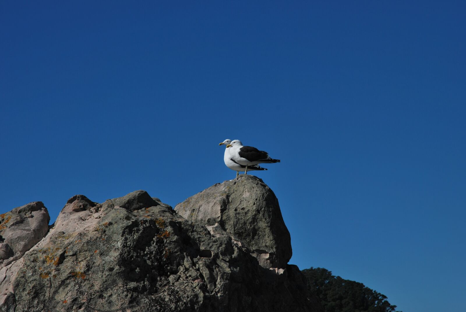 Nikon D60 sample photo. Mountain, bird, the sky photography