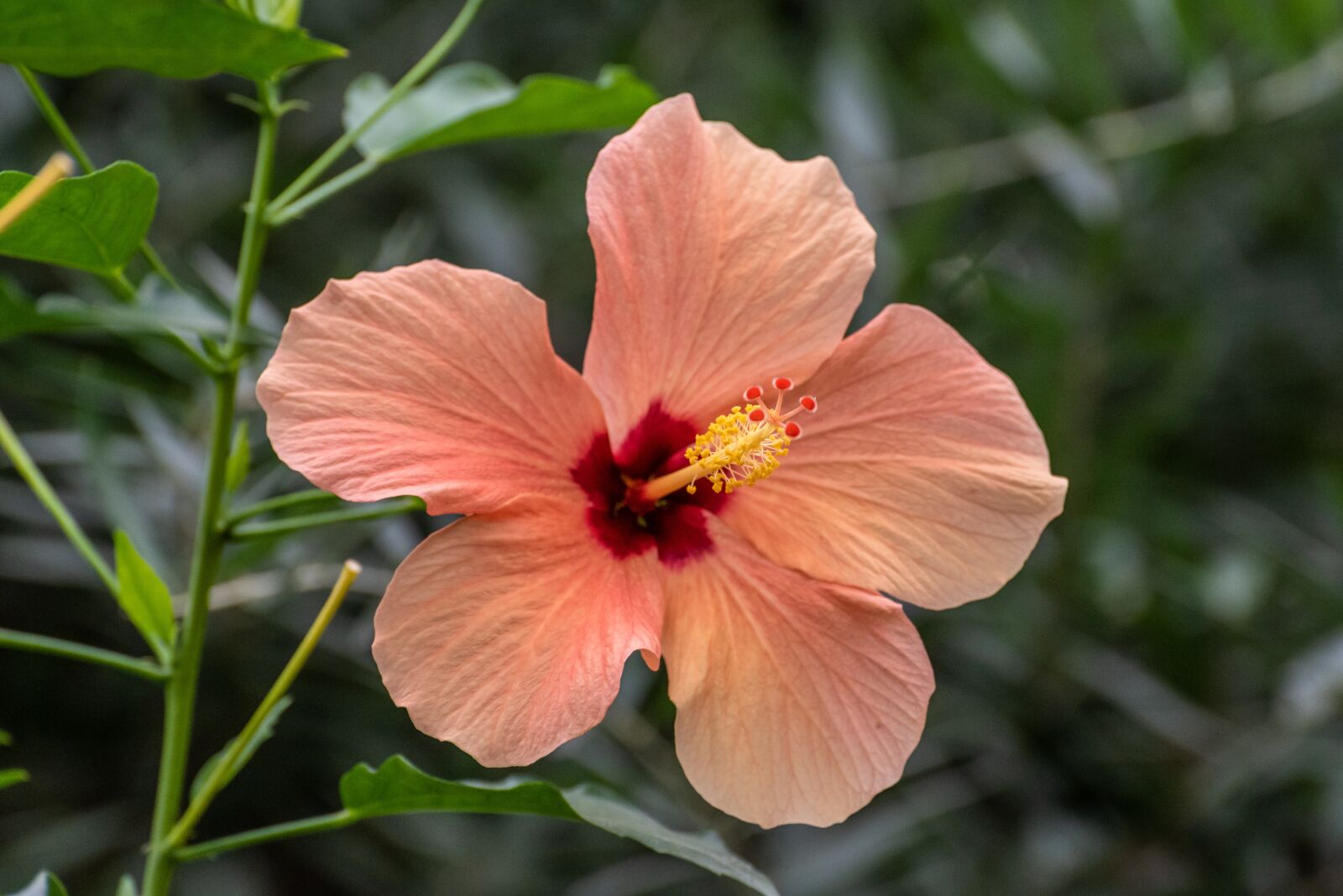 Nikon D750 sample photo. Hibiscus, flower, tropical photography
