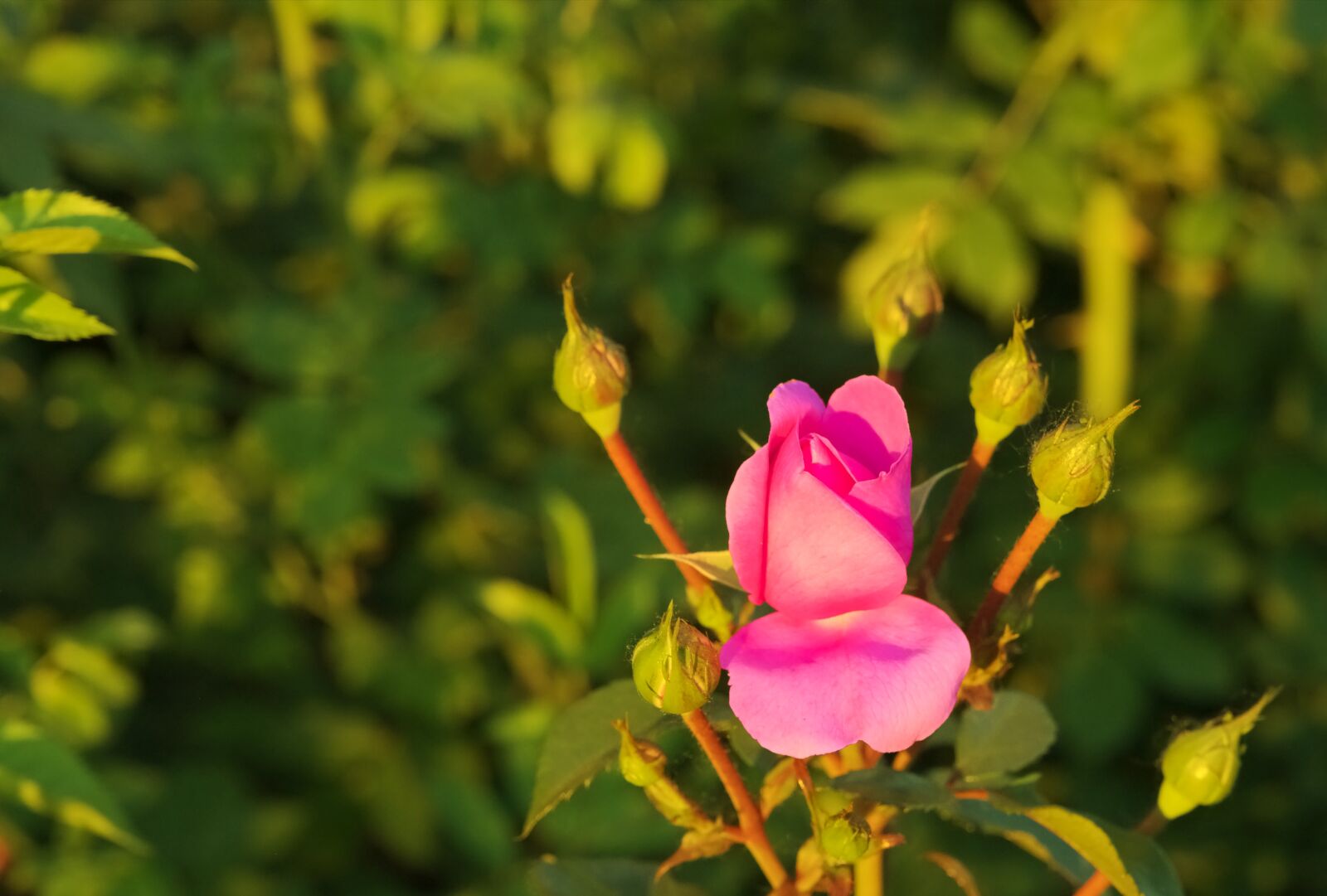 Pentax K-r sample photo. Flower, pink, rose photography