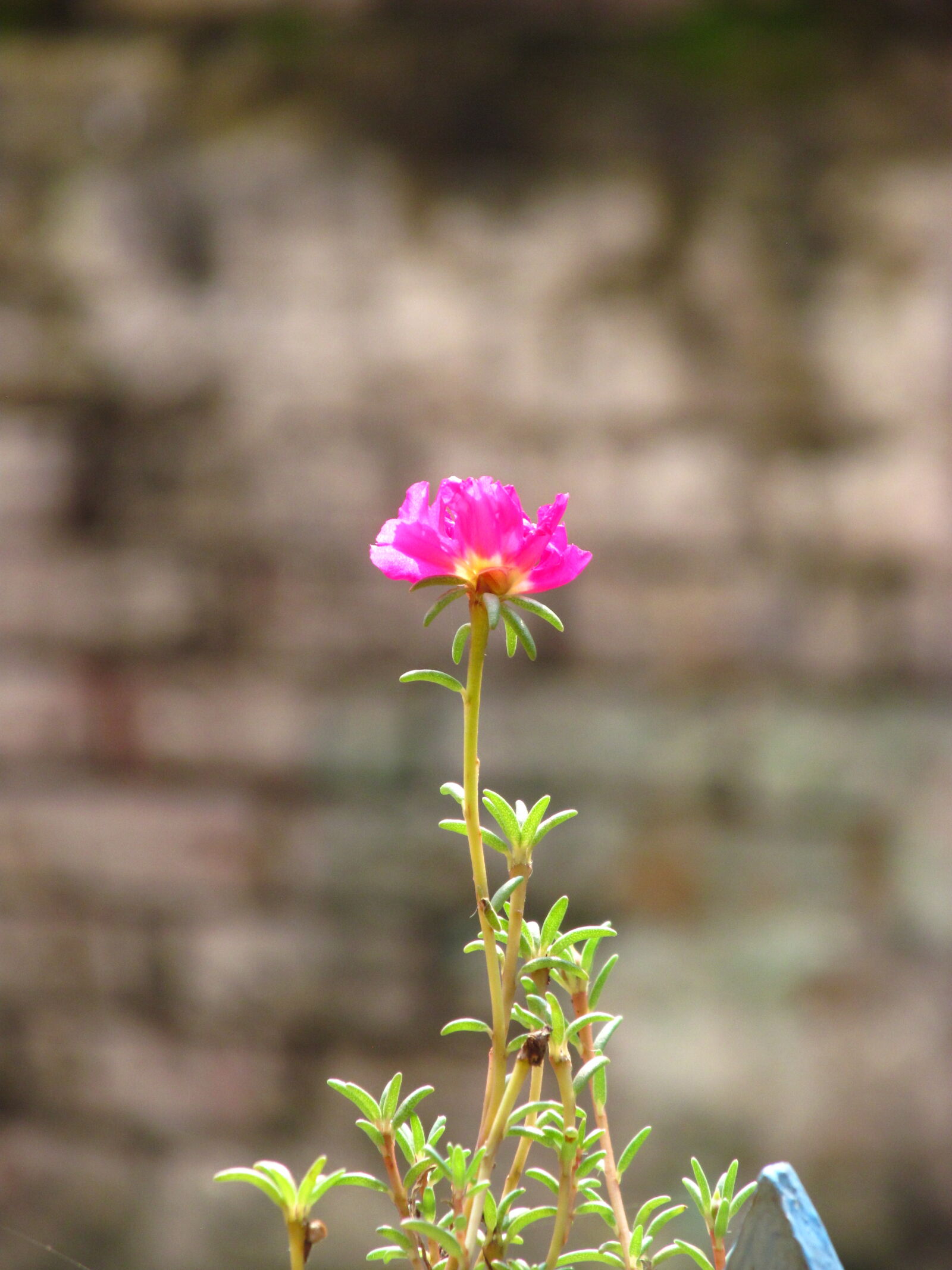 Canon PowerShot SX150 IS sample photo. Flower photography