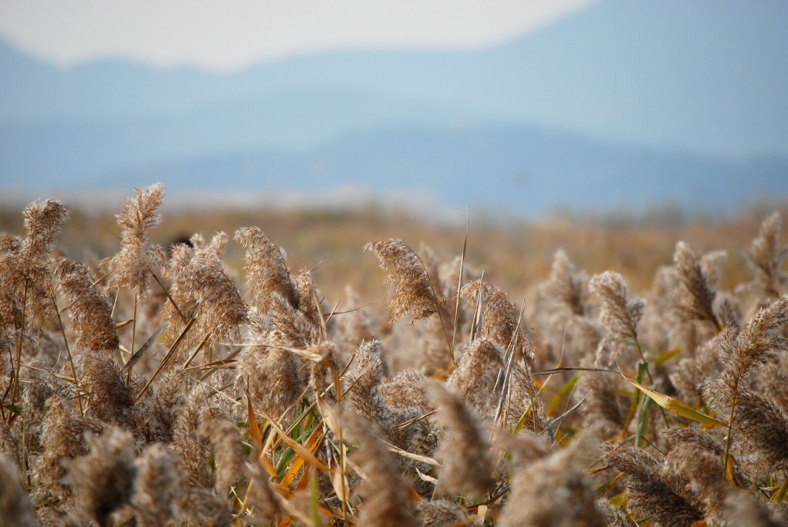 Nikon D60 sample photo. Autumn, reed, nature photography