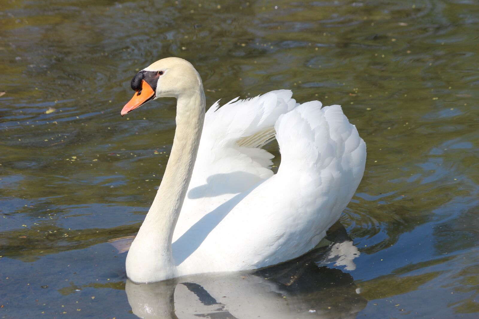 Canon EOS 600D (Rebel EOS T3i / EOS Kiss X5) sample photo. Swan, white, feather photography