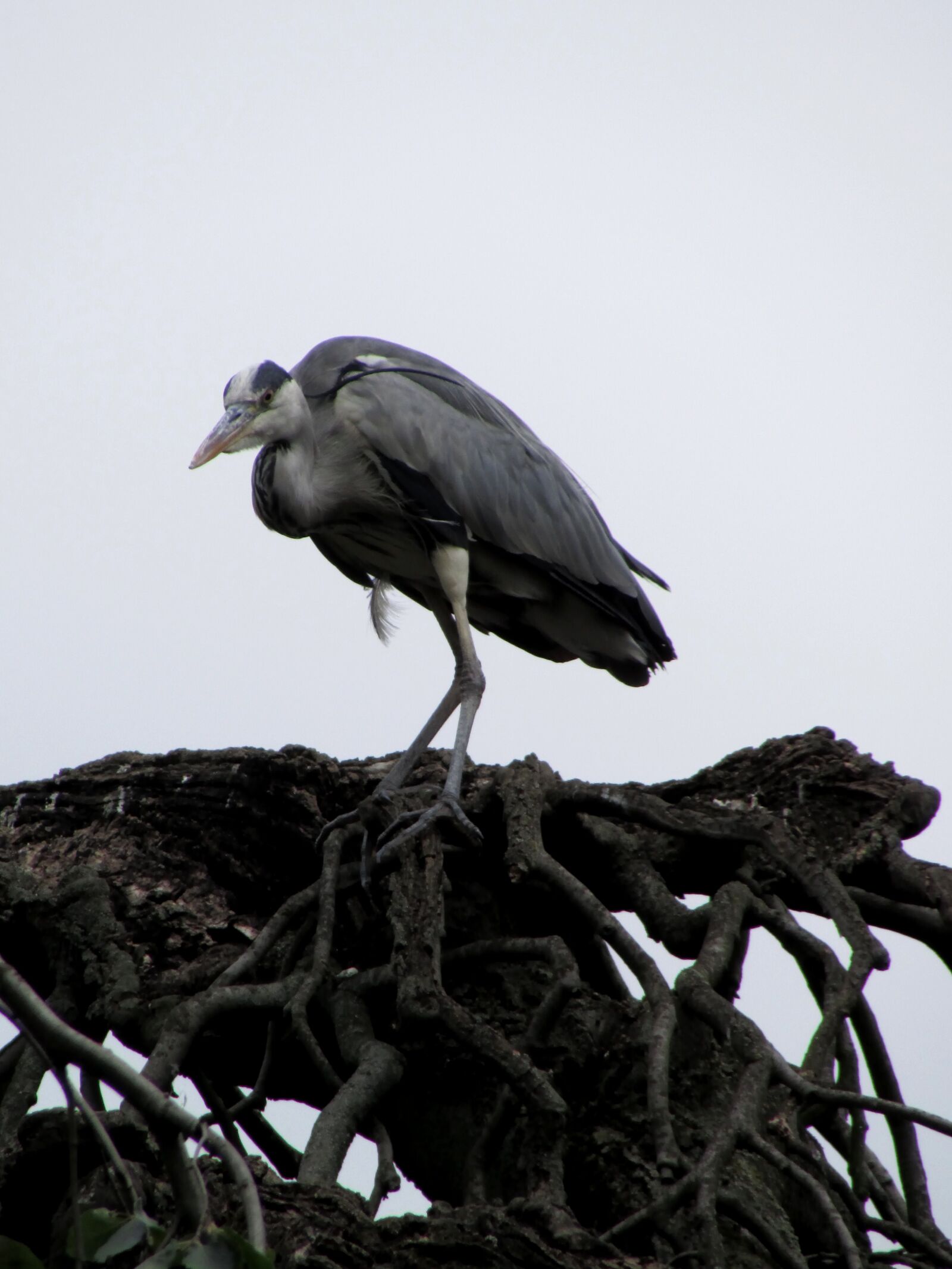 Canon PowerShot SX500 IS sample photo. Heron, bird, animals photography