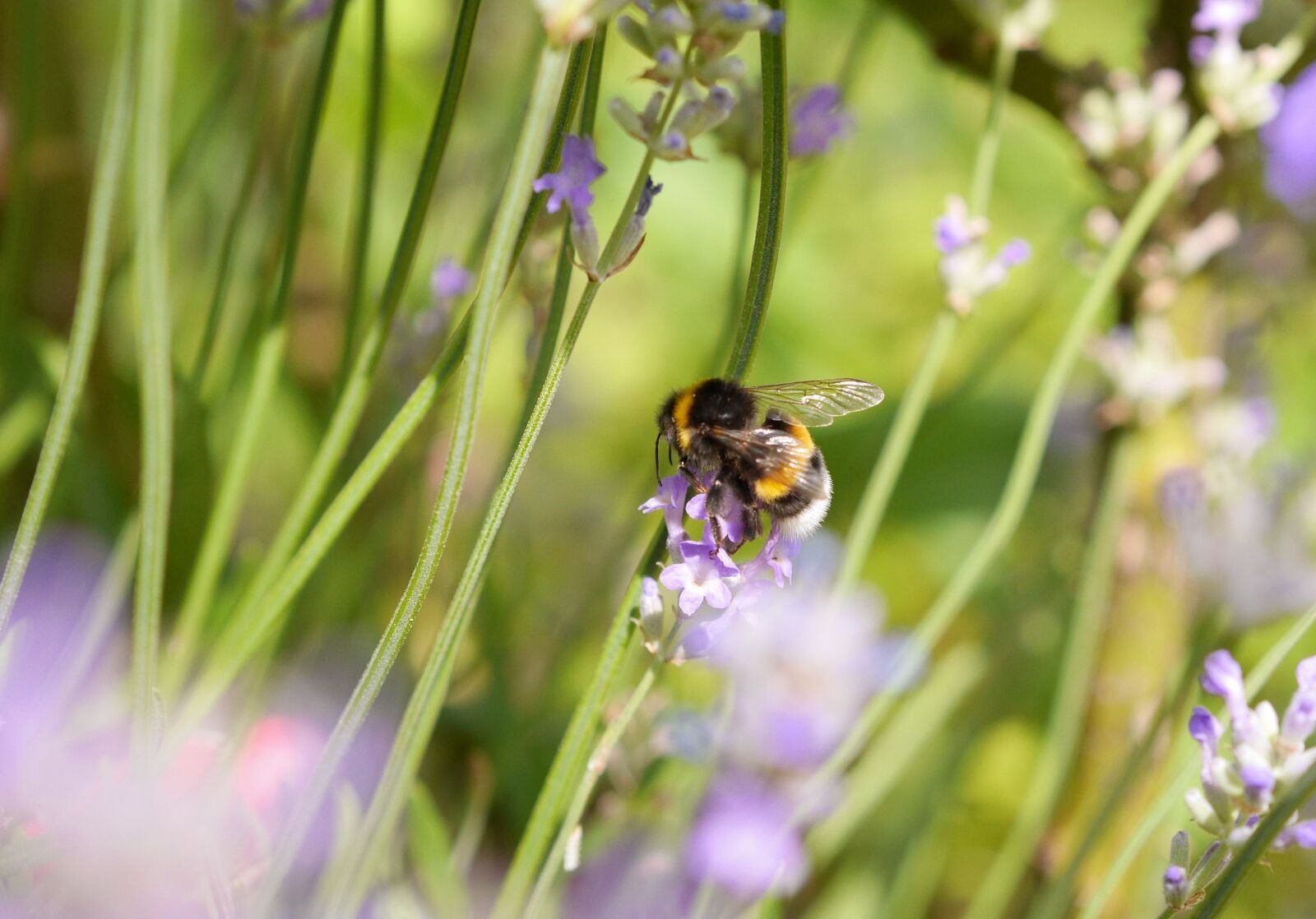 Panasonic Lumix DMC-GH3 sample photo. Hummel, lavender, insect photography