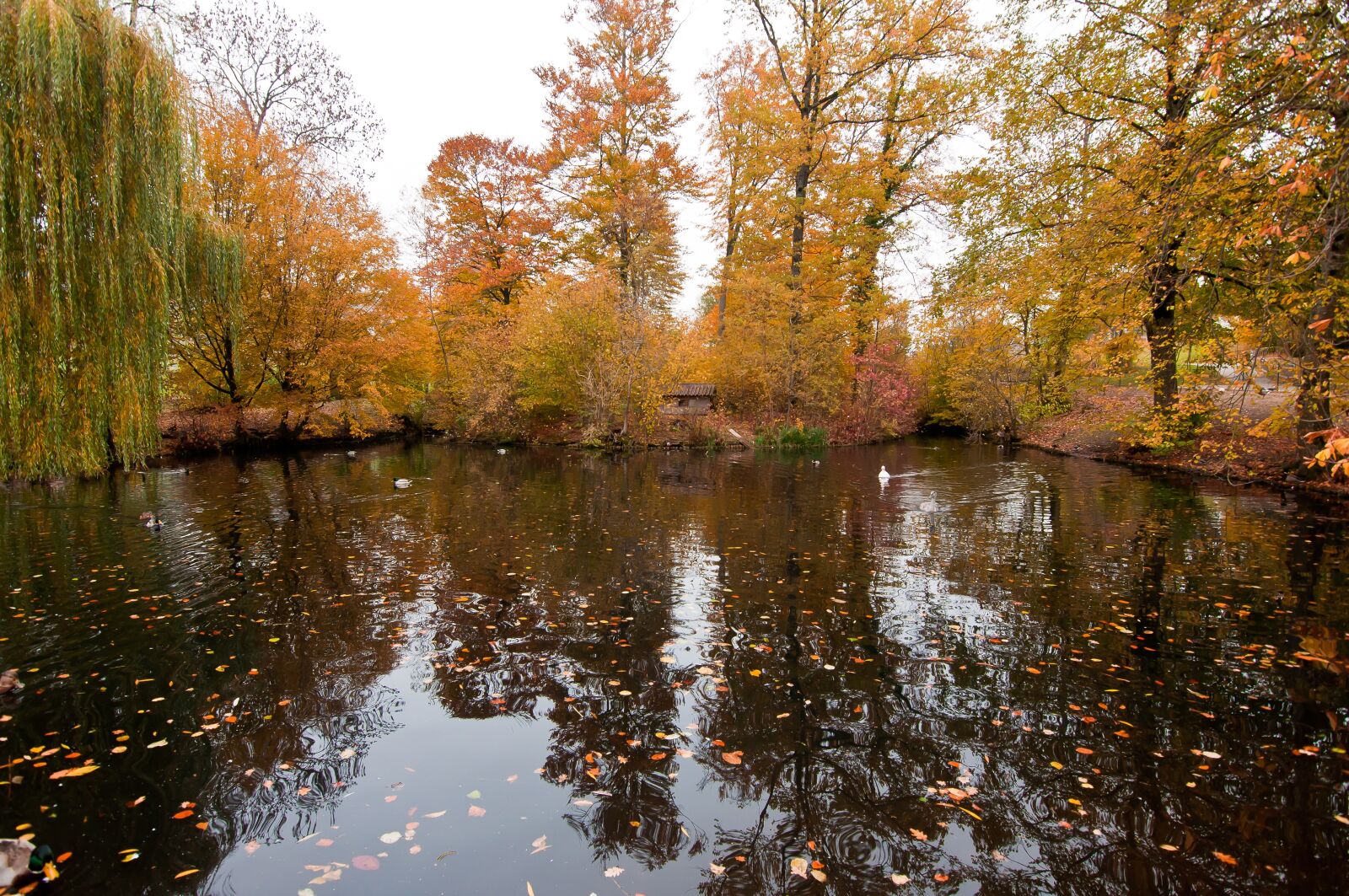 Nikon D90 sample photo. Pond, autumn, ducks photography