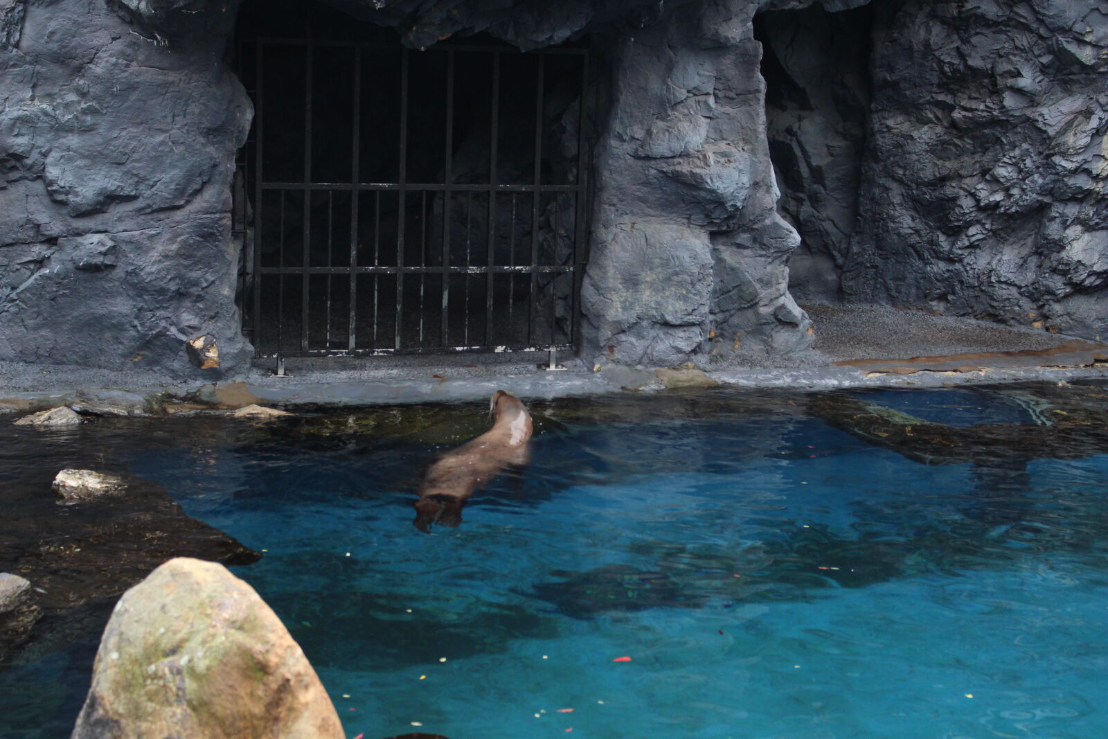 Canon EOS 700D (EOS Rebel T5i / EOS Kiss X7i) sample photo. Seal, swimming, water photography