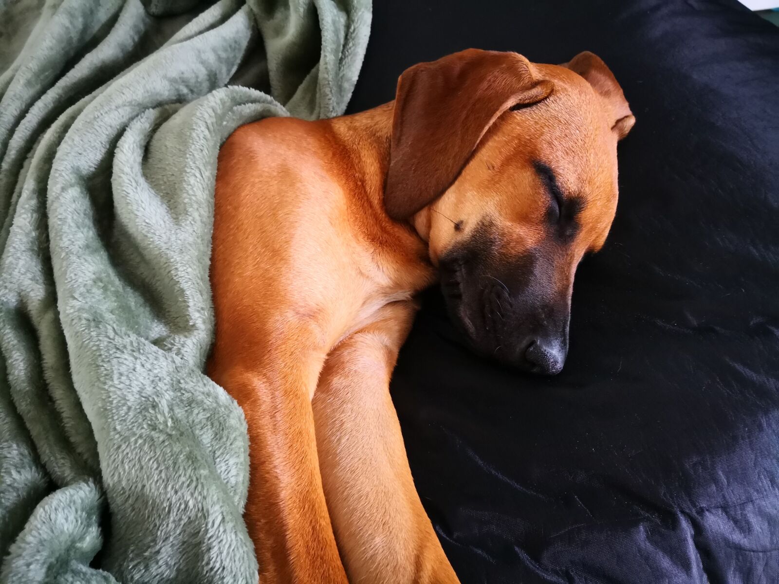 HUAWEI Mate 10 Pro sample photo. Rhodesian ridgeback, young dog photography