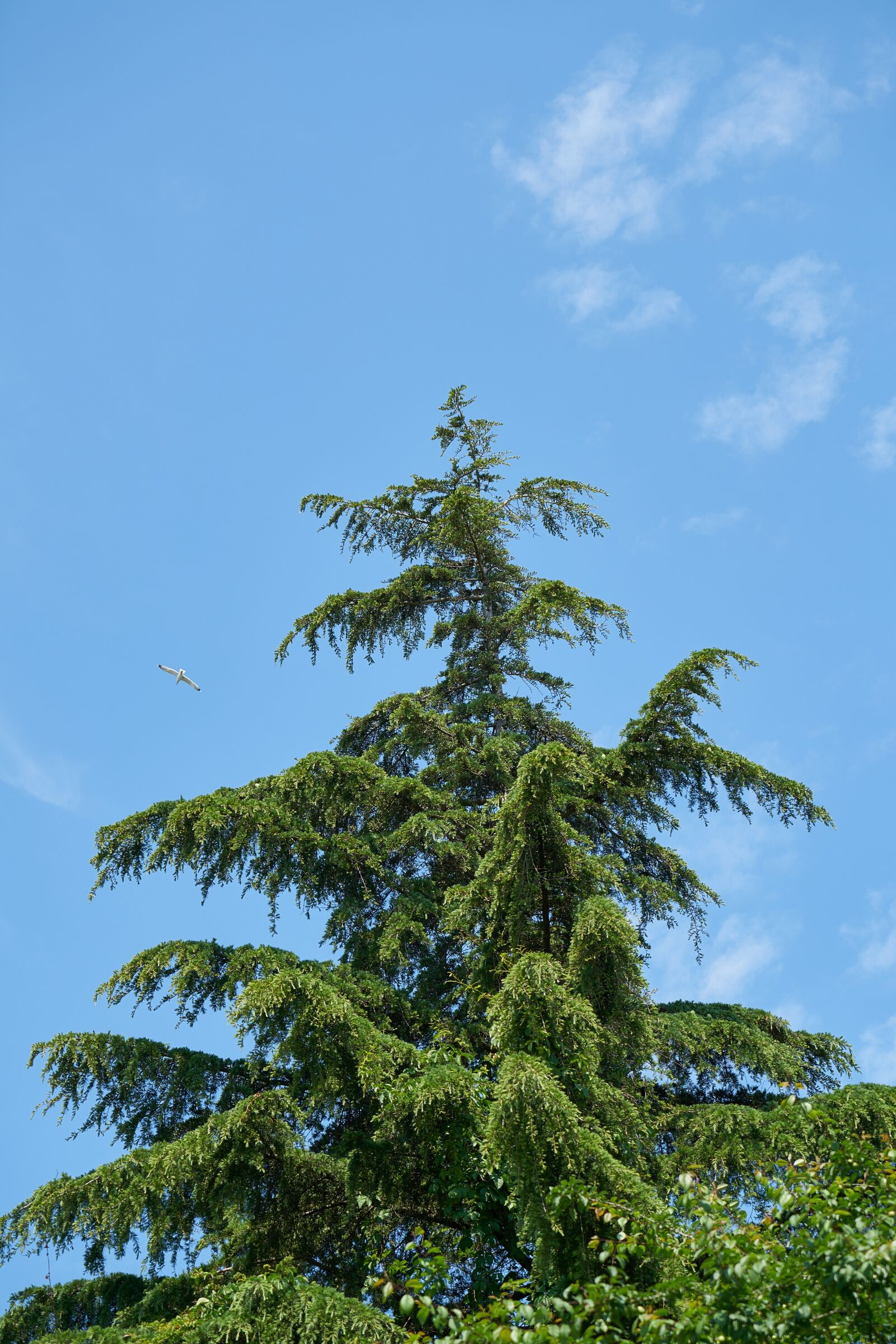 Sony a7R II + Sony Vario Tessar T* FE 24-70mm F4 ZA OSS sample photo. Pine, tree, green photography