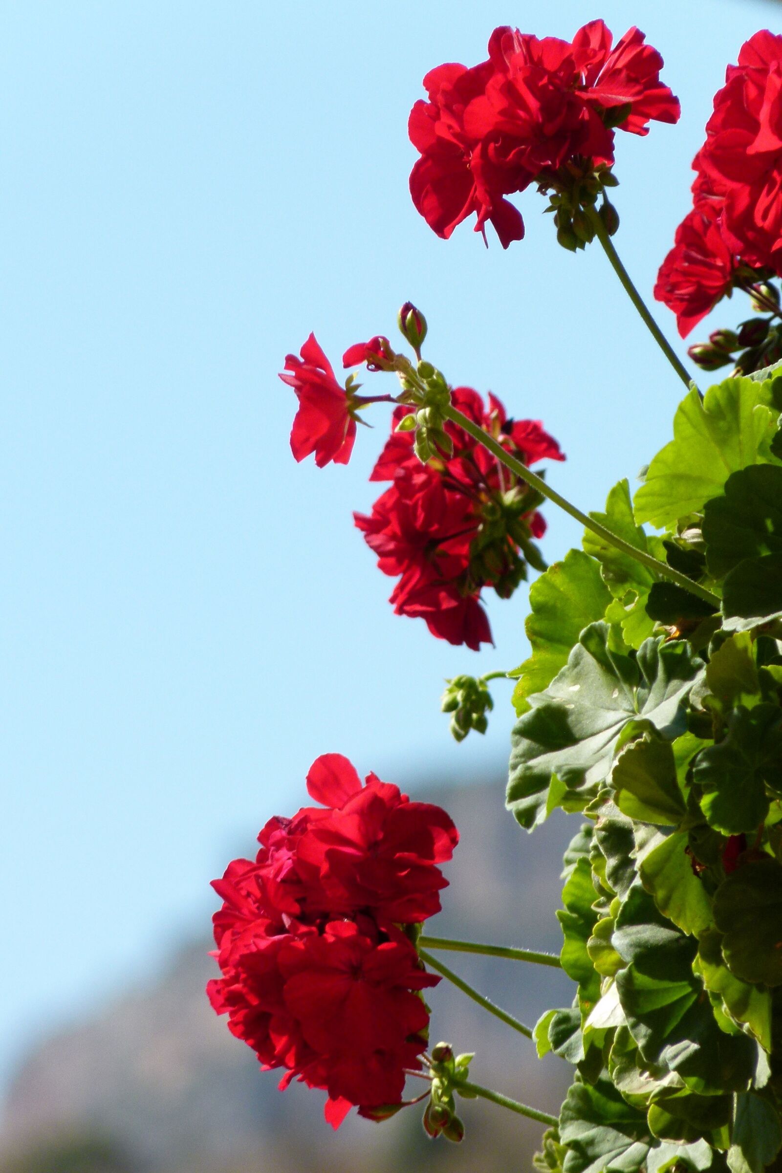 Leica V-Lux 2 sample photo. Geraniums, flowers, beauty photography