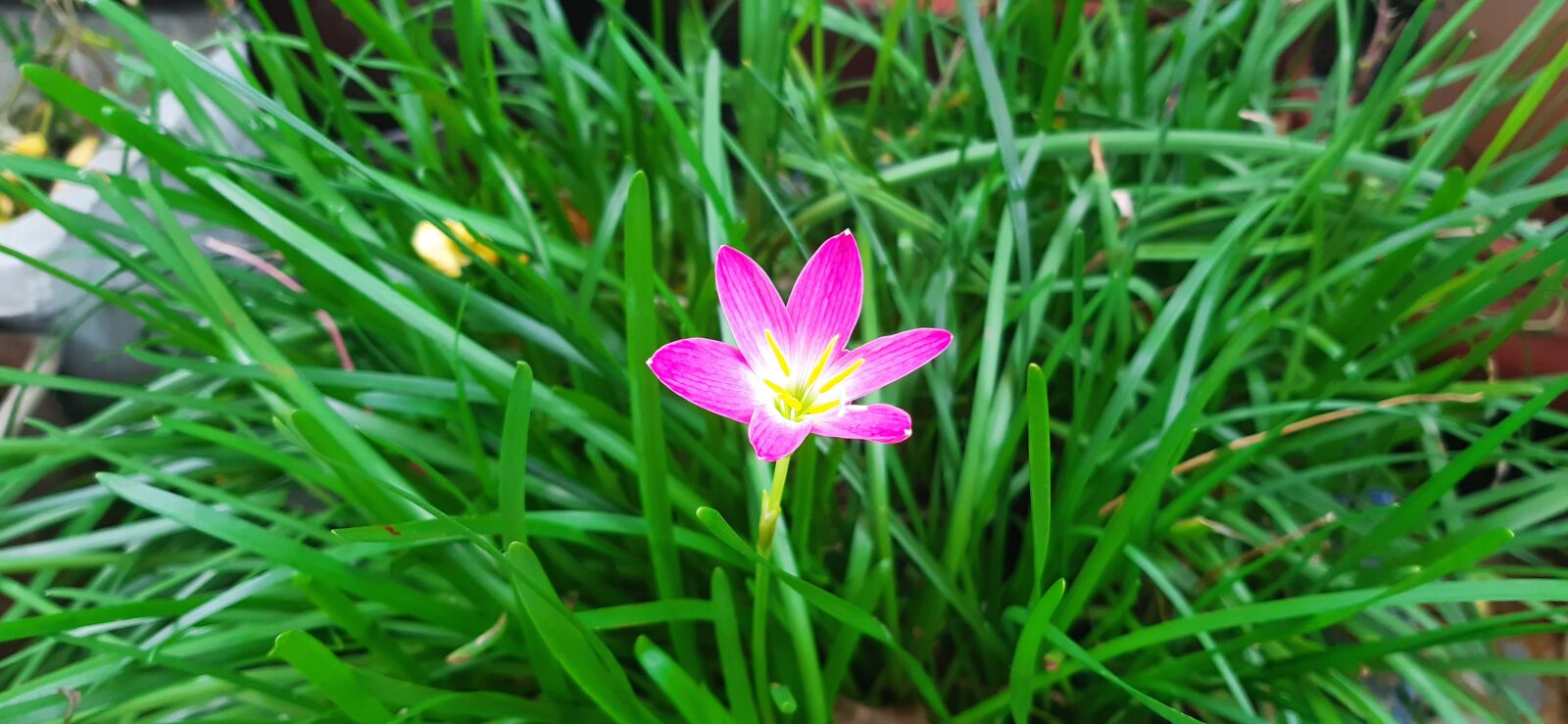 Samsung Galaxy A30 sample photo. Rain, lily, flower photography