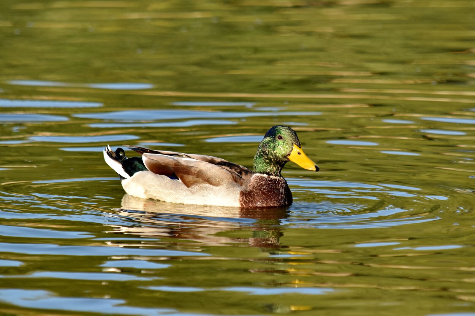 Nikon D5500 sample photo. Biology, landscape, mallard, swimming photography