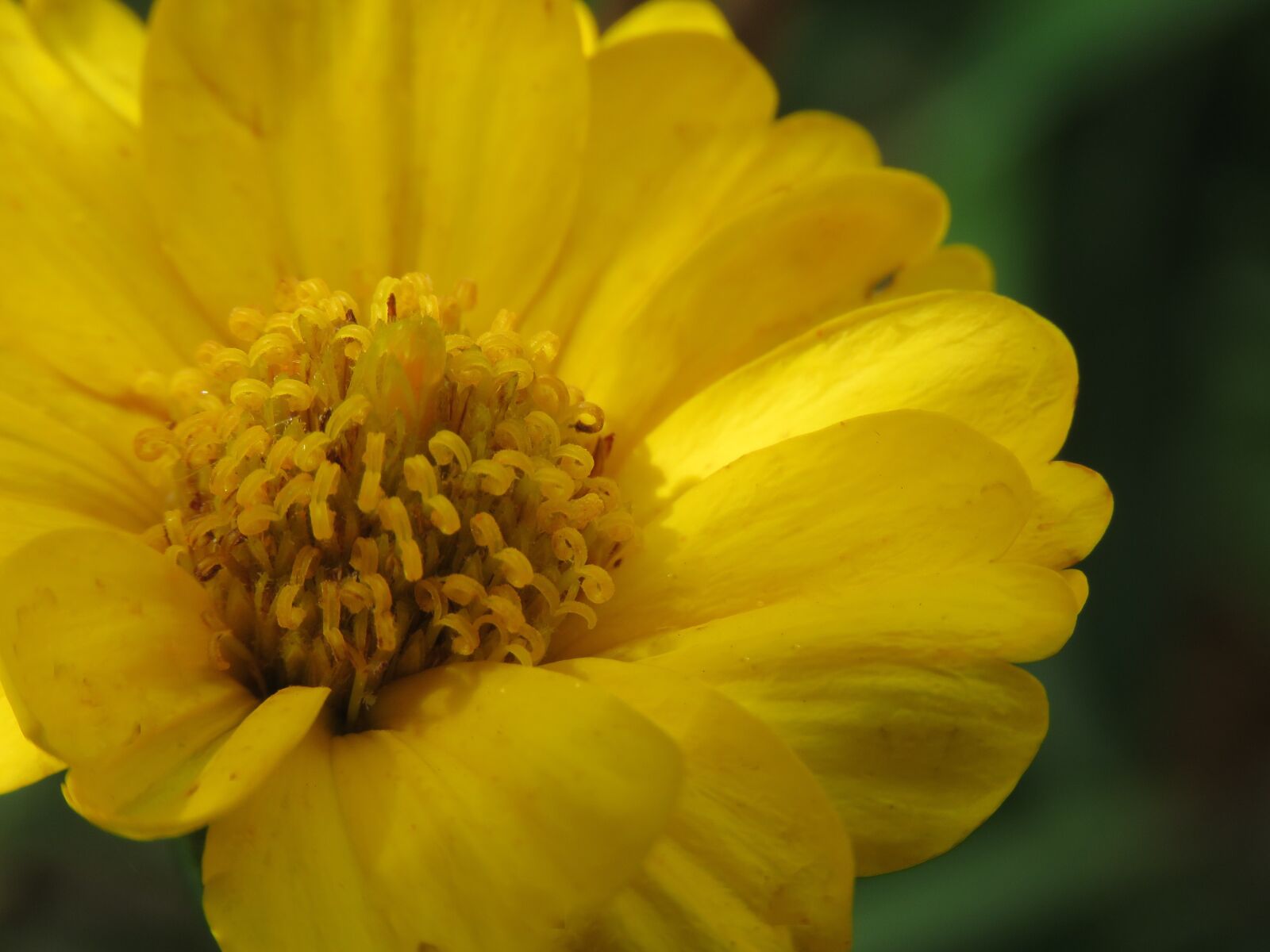 Canon PowerShot SX60 HS sample photo. Yellow, nature, flower photography
