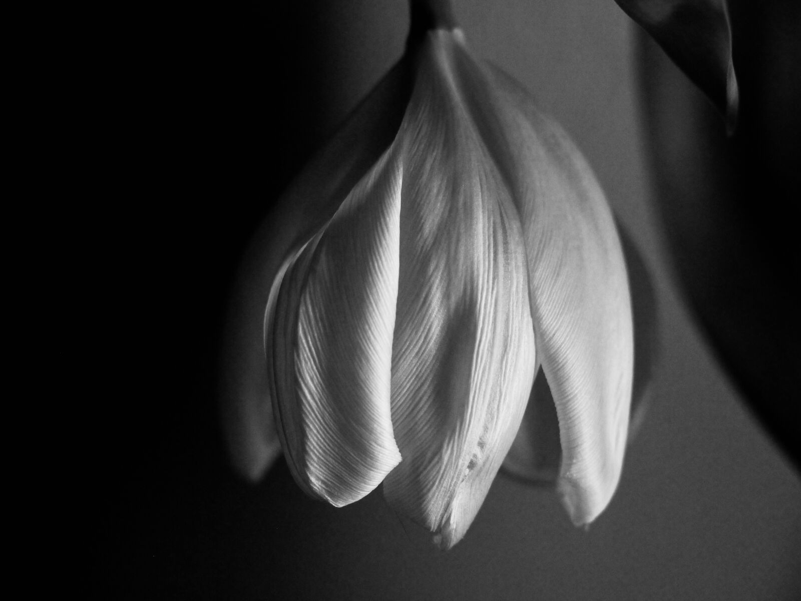 Canon EOS 550D (EOS Rebel T2i / EOS Kiss X4) sample photo. Tulip, wilting, white photography