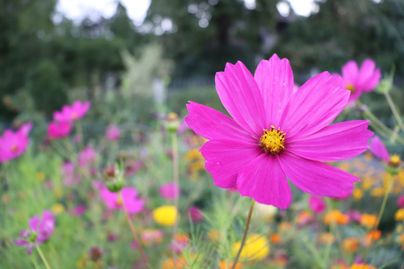 Canon EOS 800D (EOS Rebel T7i / EOS Kiss X9i) sample photo. Flower, nature, pink photography
