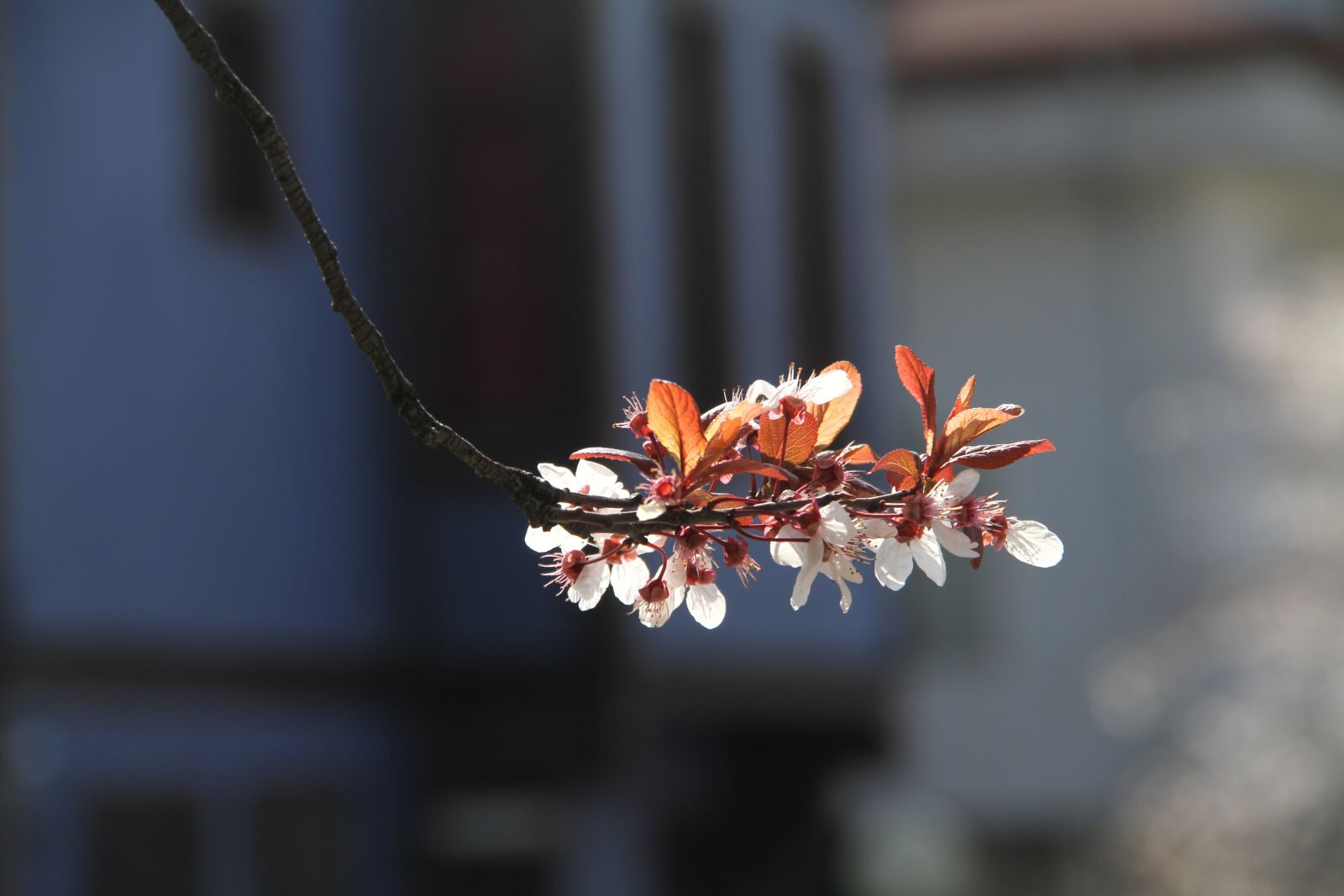 Canon EOS 7D sample photo. Flower, spring, nature photography