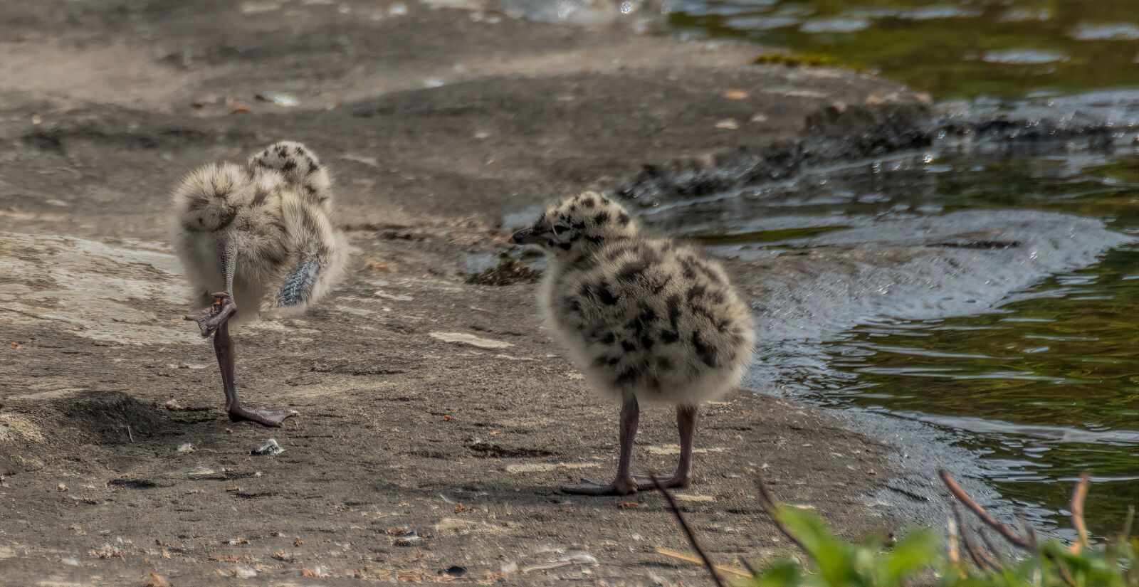 Nikon D7100 sample photo. Chicken, seagull, bird photography