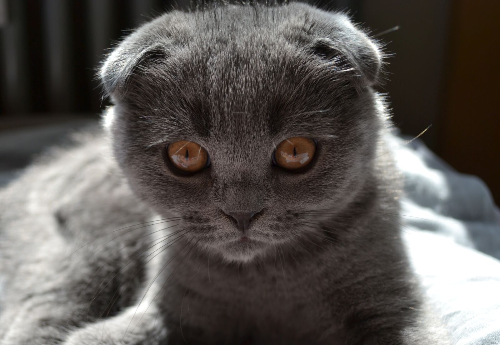 Nikon D3100 sample photo. Cat, kitten, pet photography