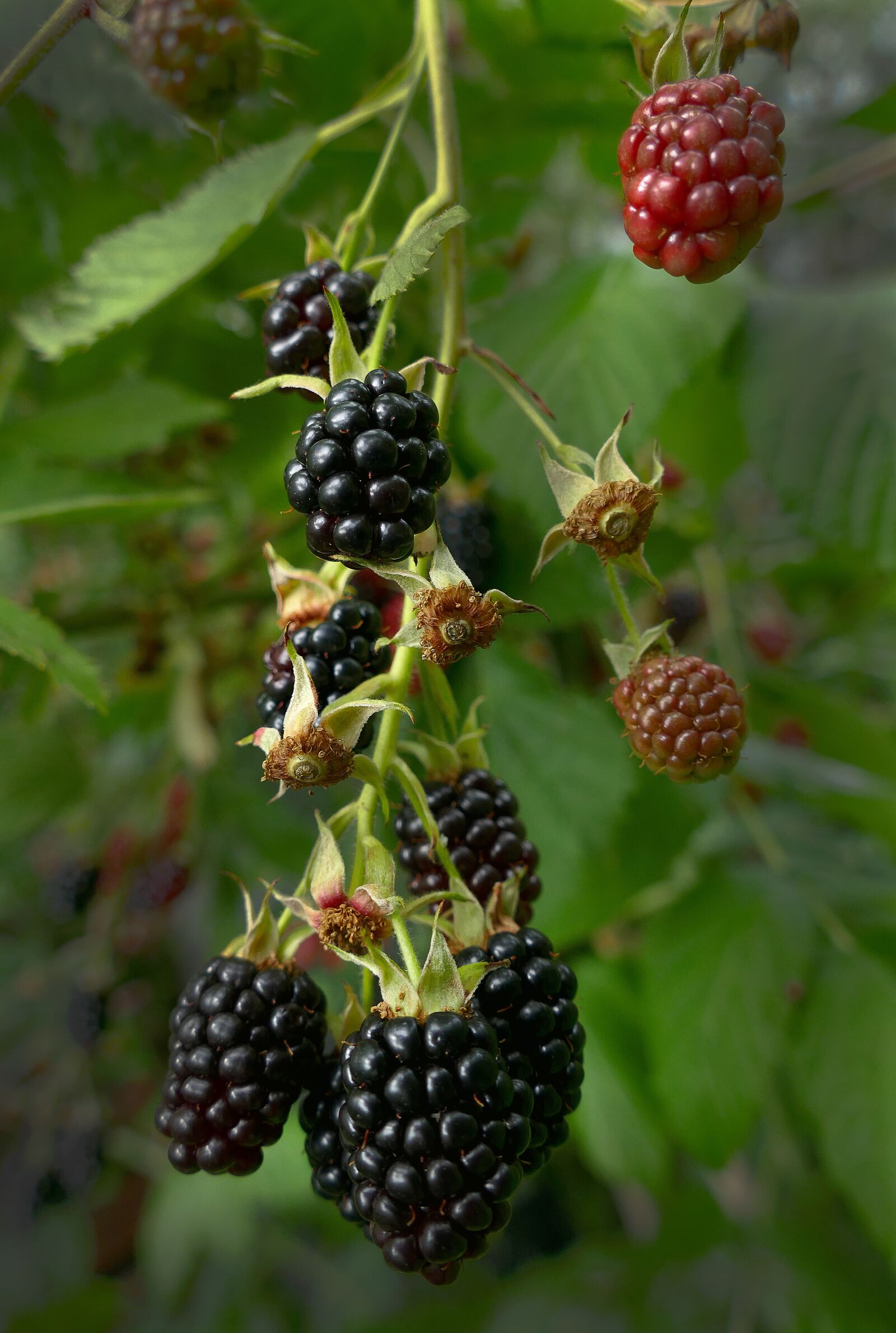 Panasonic Lumix DMC-FZ1000 sample photo. Blackberry, berries, fruit photography
