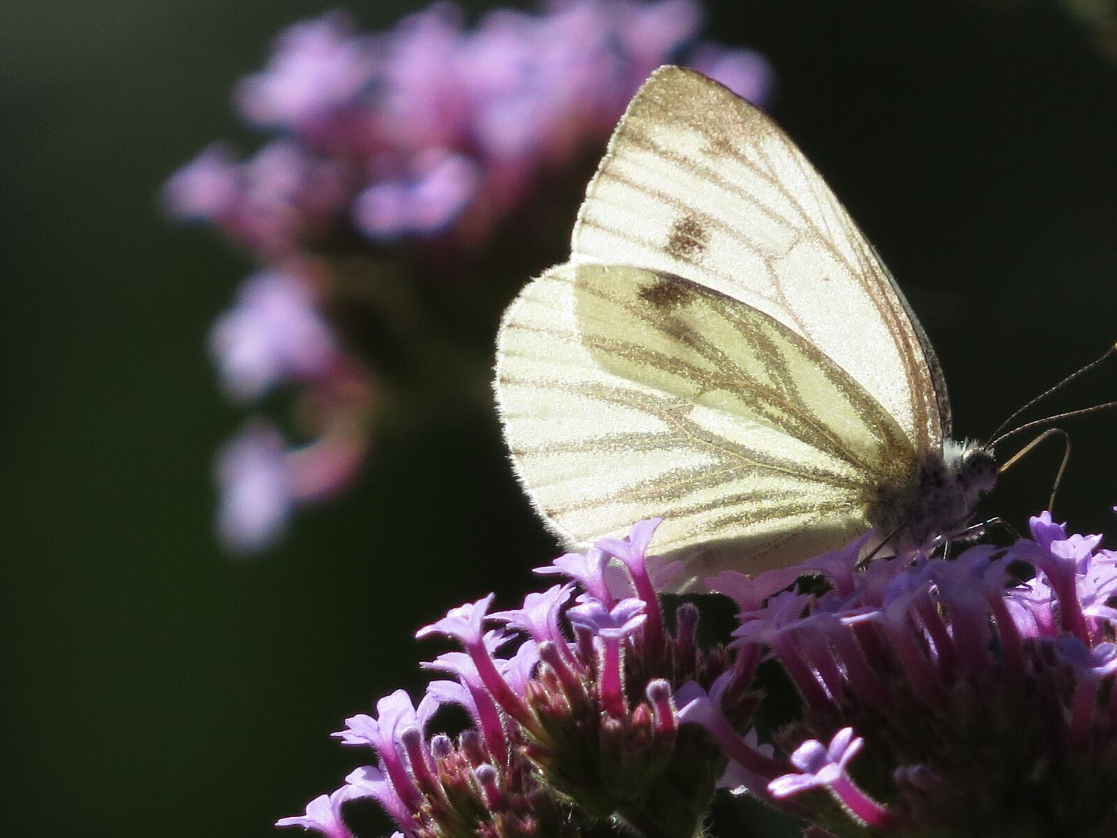 Canon PowerShot SX50 HS sample photo. Butterfly, lilac, macro photography