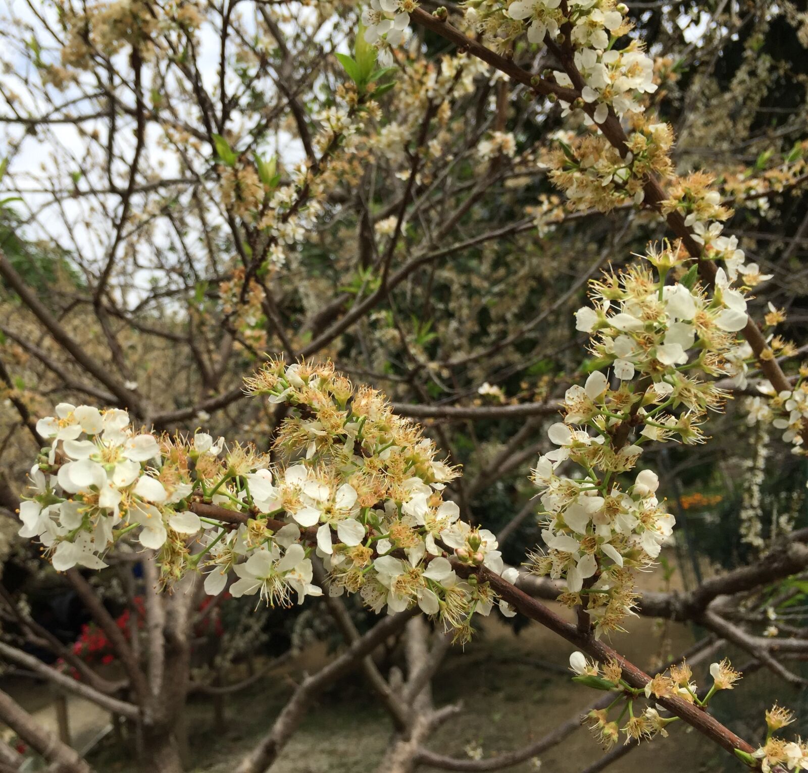 iPhone 6 Plus back camera 4.15mm f/2.2 sample photo. Flower, tree, branch photography