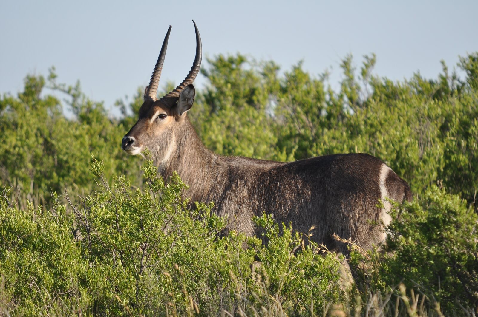 Nikon D90 sample photo. Wildlife, nature, mammal photography