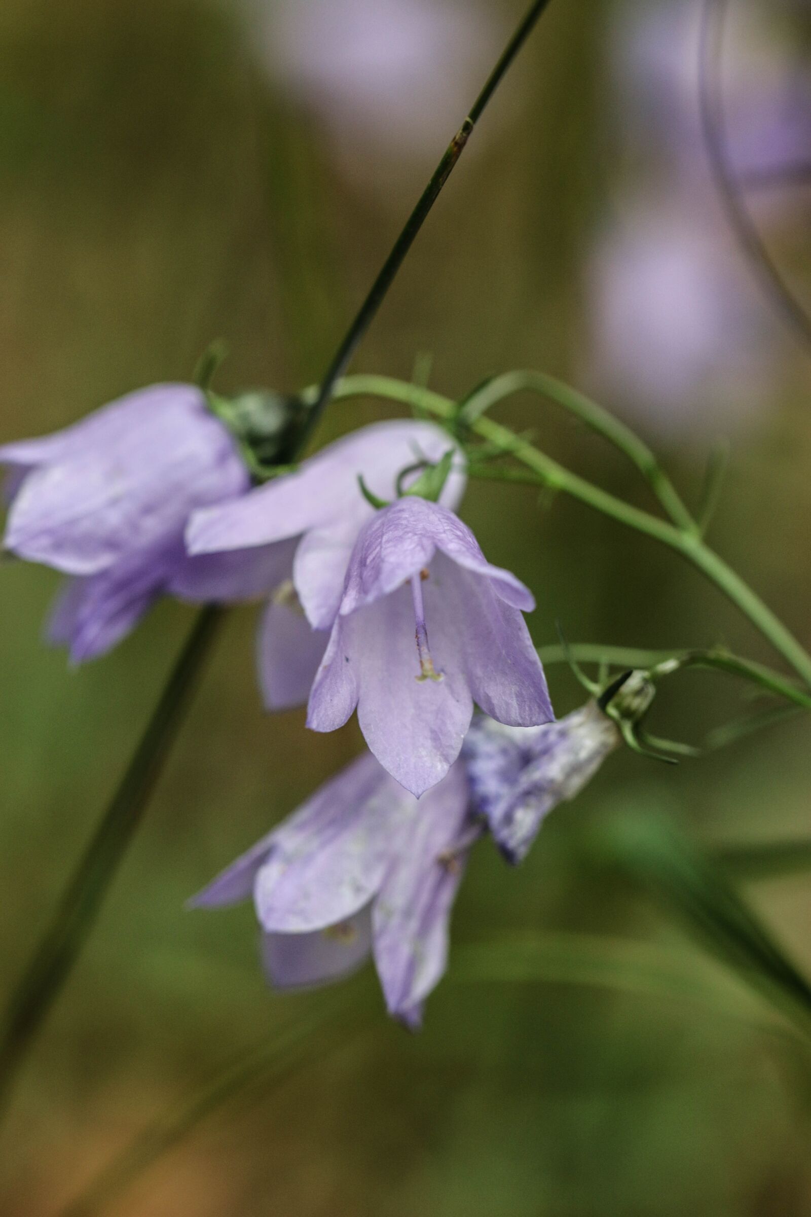 Canon EOS 7D Mark II sample photo. Bluebell, wild flower, flower photography