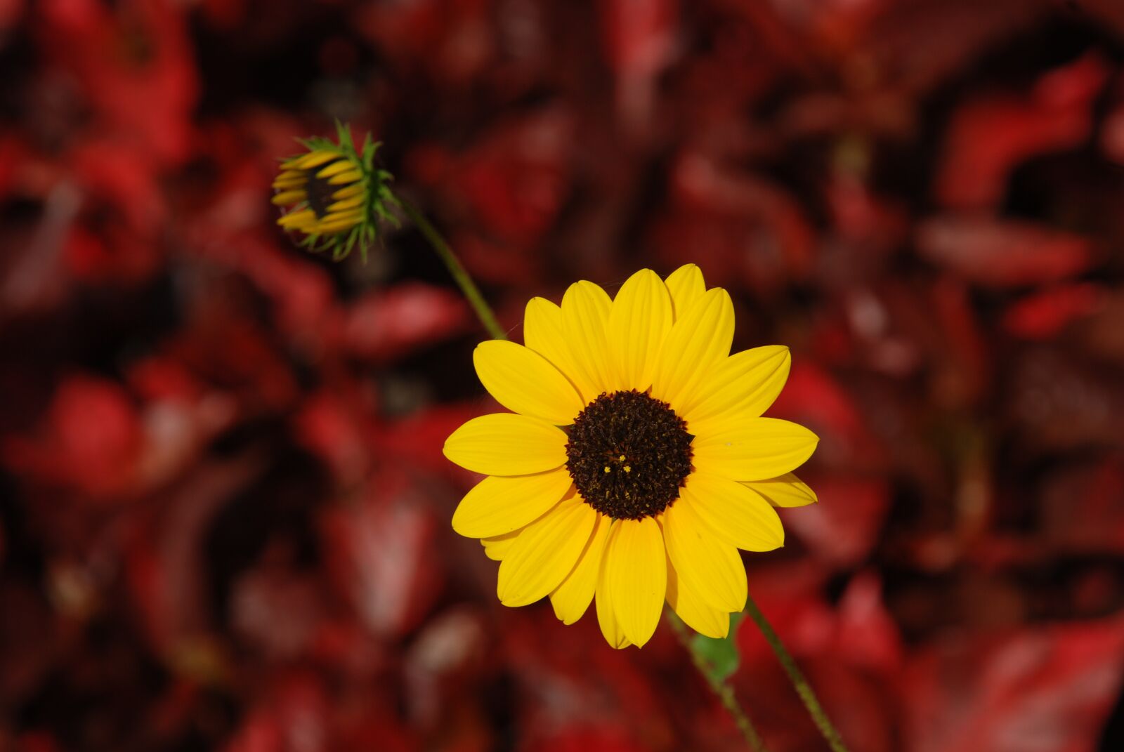 Nikon D80 sample photo. Flower, yellow flower, indian photography