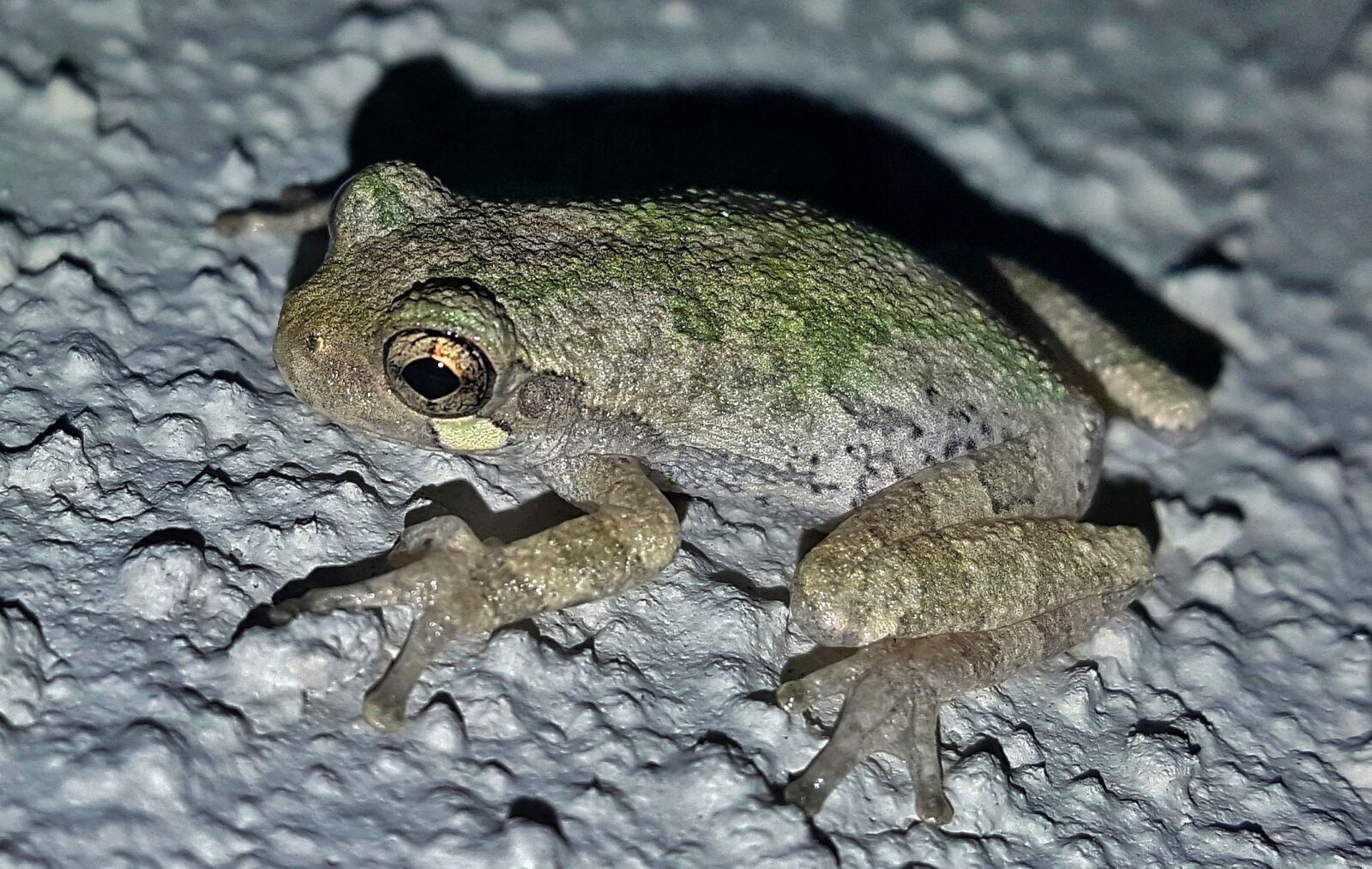 Samsung Galaxy Note5 sample photo. Frog, gray tree frog photography