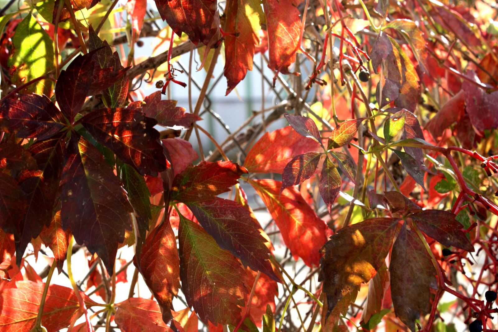 Canon EOS 1000D (EOS Digital Rebel XS / EOS Kiss F) + f/3.5-5.6 IS sample photo. Autumn, red leaves, creeper photography
