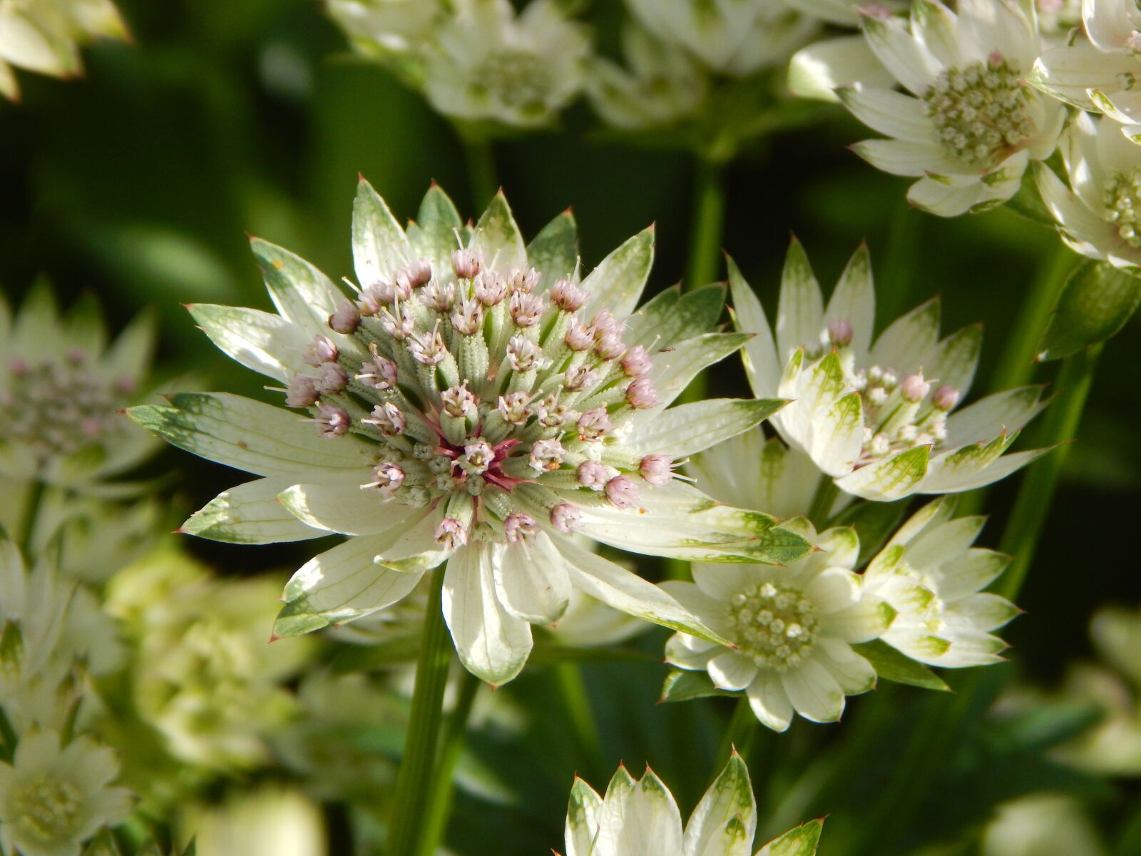 Nikon Coolpix L830 sample photo. Masterwort, garden, summer flower photography