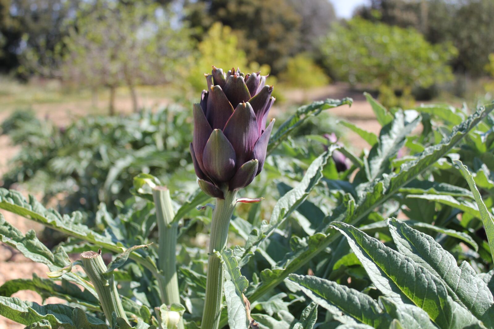 Canon EOS 550D (EOS Rebel T2i / EOS Kiss X4) sample photo. Artichoke, garden, agriculture photography